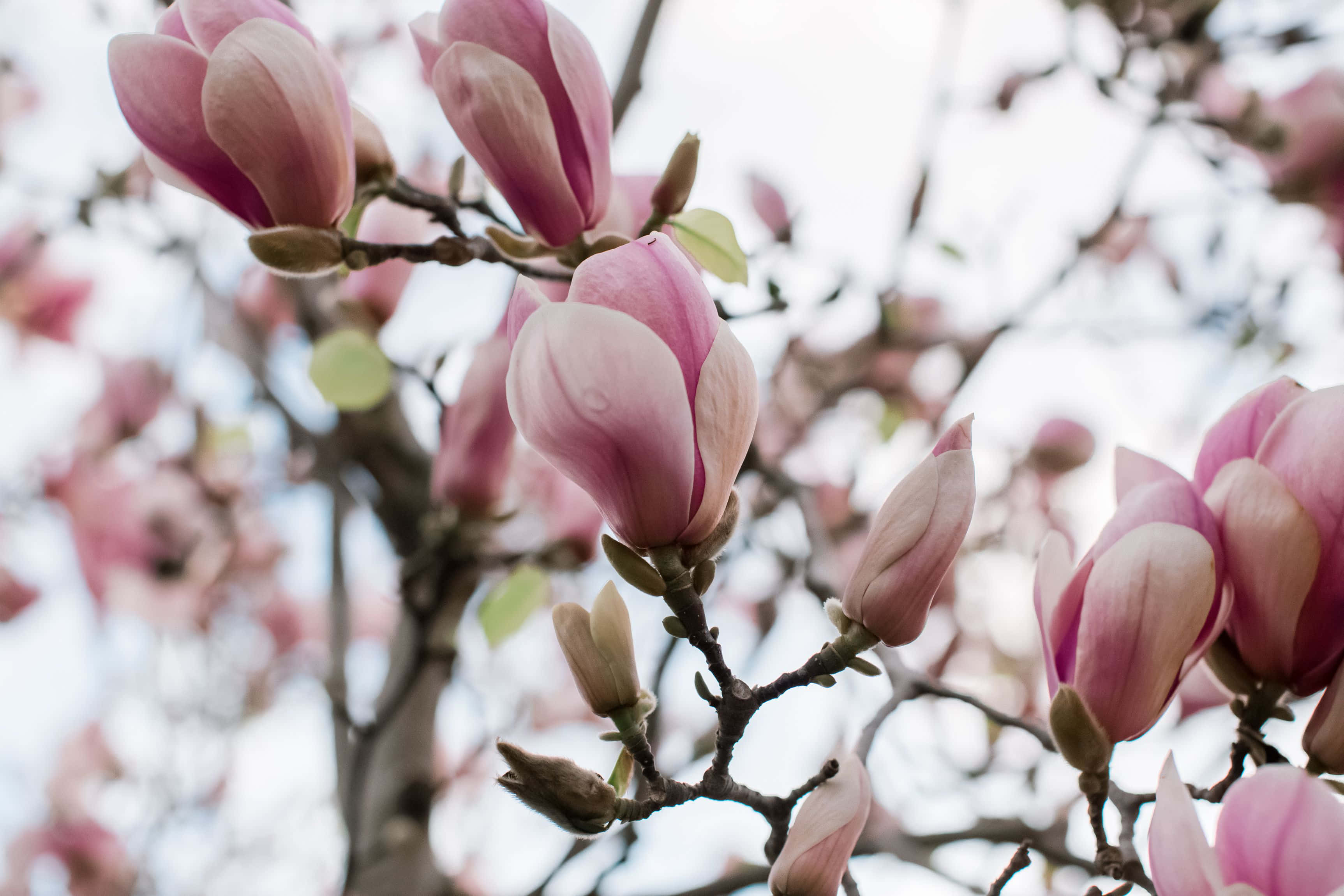 Magnolia 桌布 壁紙 — 柔和的粉紅色木蘭花帶著露珠在光禿禿的樹枝上盛開，映襯著明亮的天空。