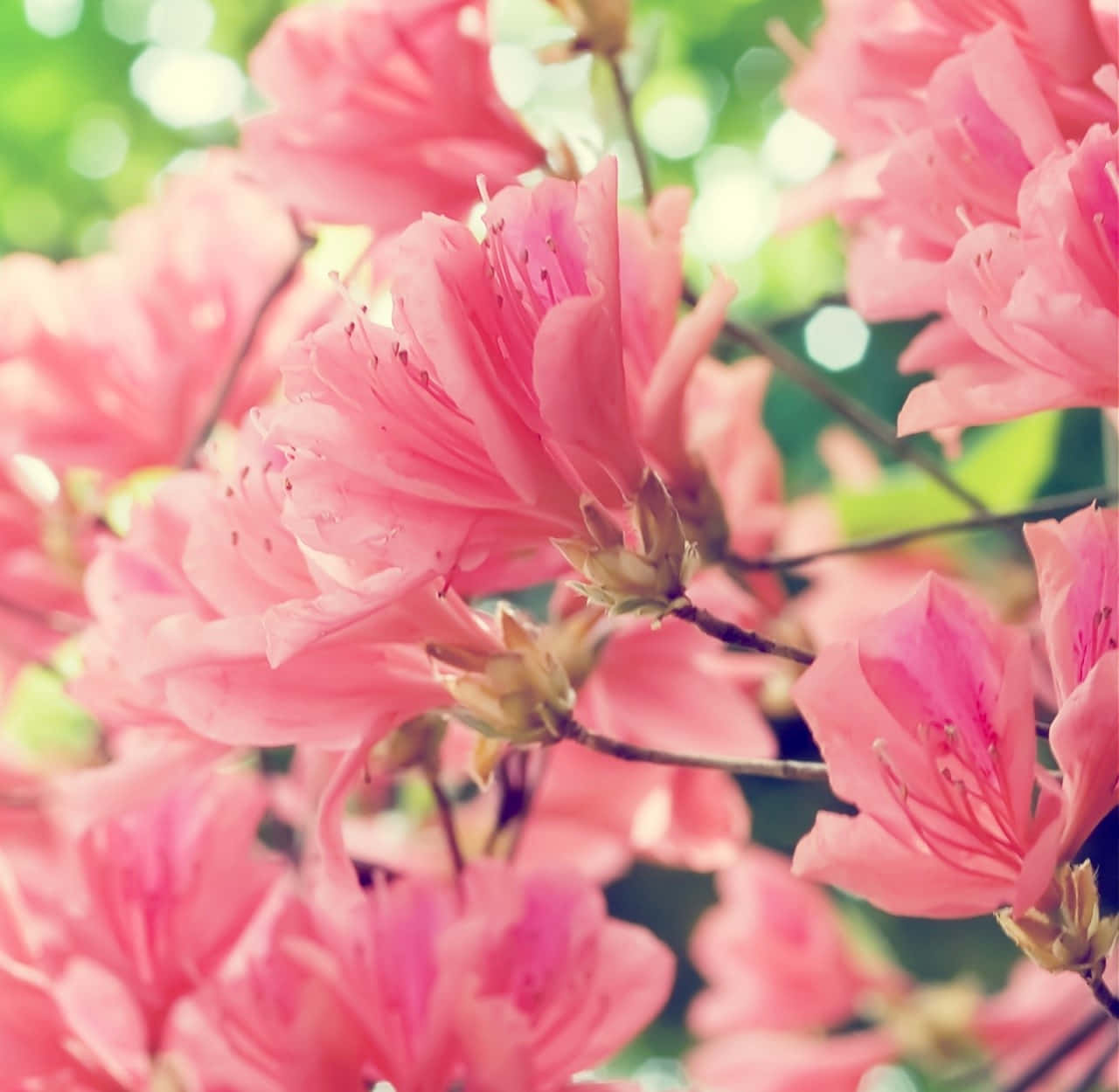 Beautiful Spring 桌布 壁紙 — 柔和的粉紅色杜鵑花在夢幻般的綠色散景背景下盛開成鮮豔的花簇。