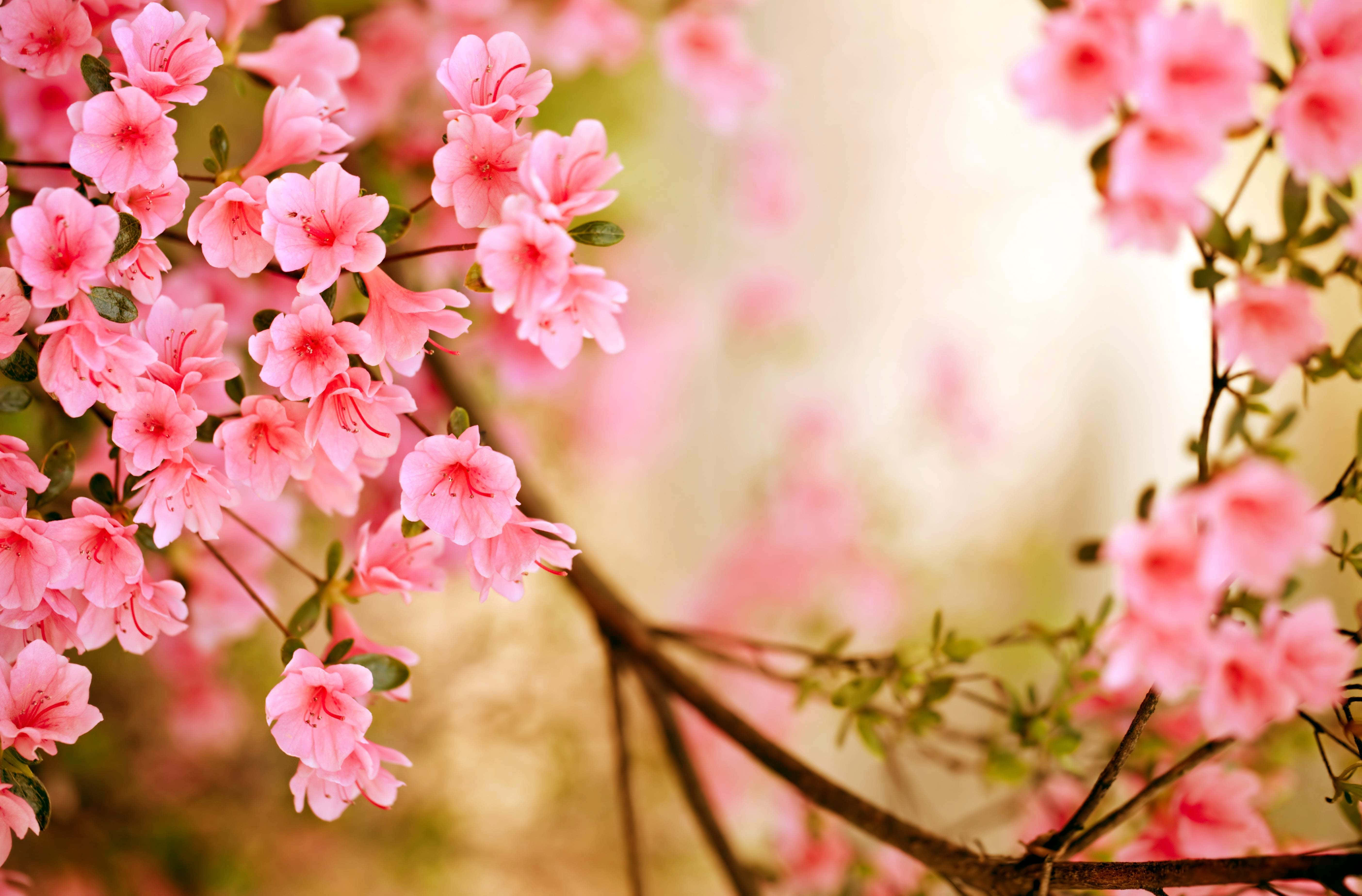 Spring Time 桌布 壁紙 — 柔和的粉紅色杜鵑花在溫暖的金色模糊背景下鮮豔盛開。