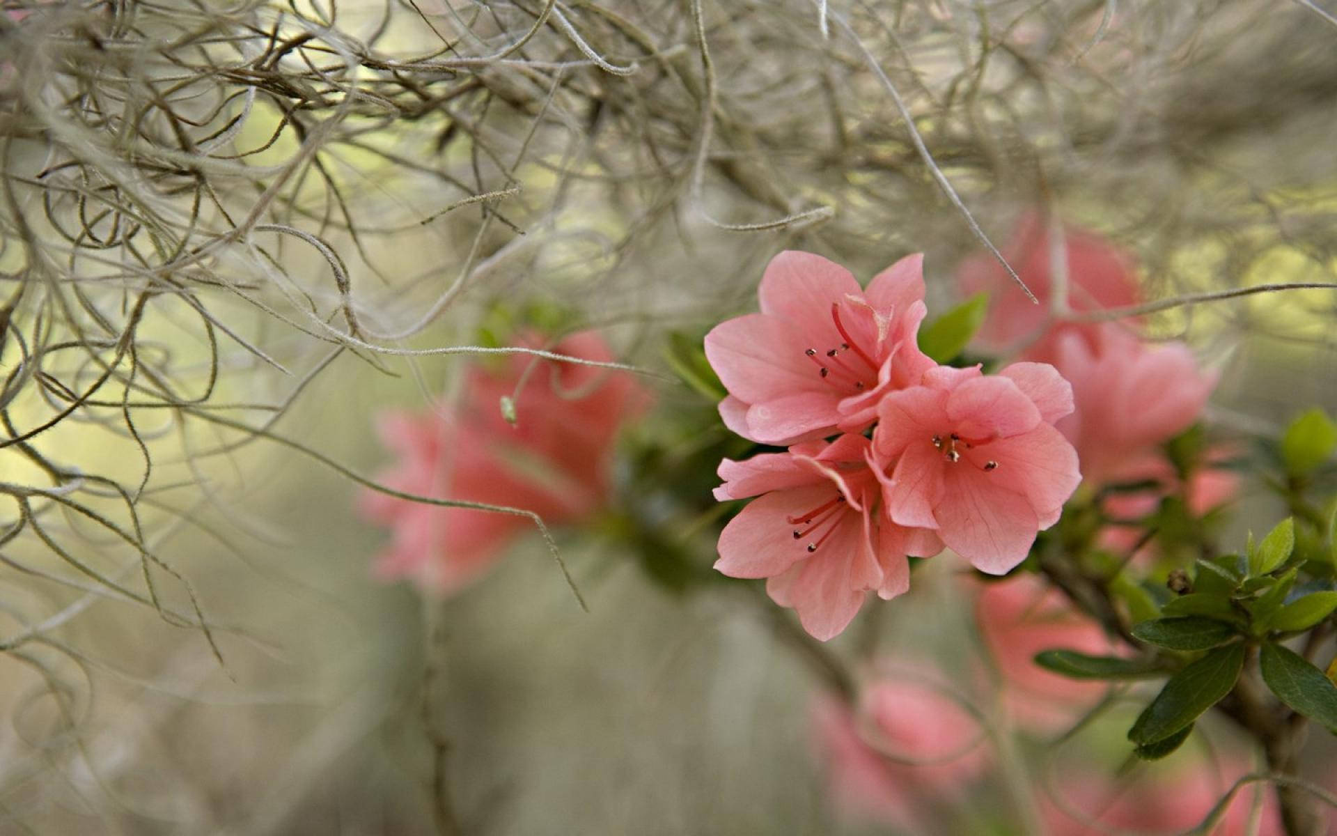 Flowers 桌布 壁紙 — 柔和的粉紅色杜鵑花在陽光普照的自然環境中，於灰白色的西班牙苔蘚間盛開。