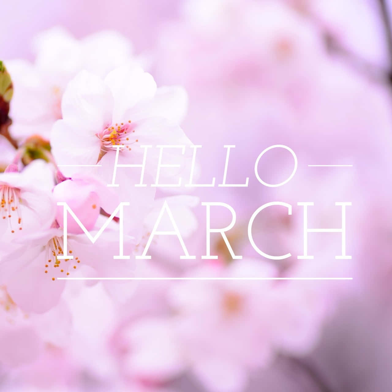March 桌布 壁紙 — 柔和的粉紅色櫻花在優雅的白色文字「你好三月」後面輕輕模糊。