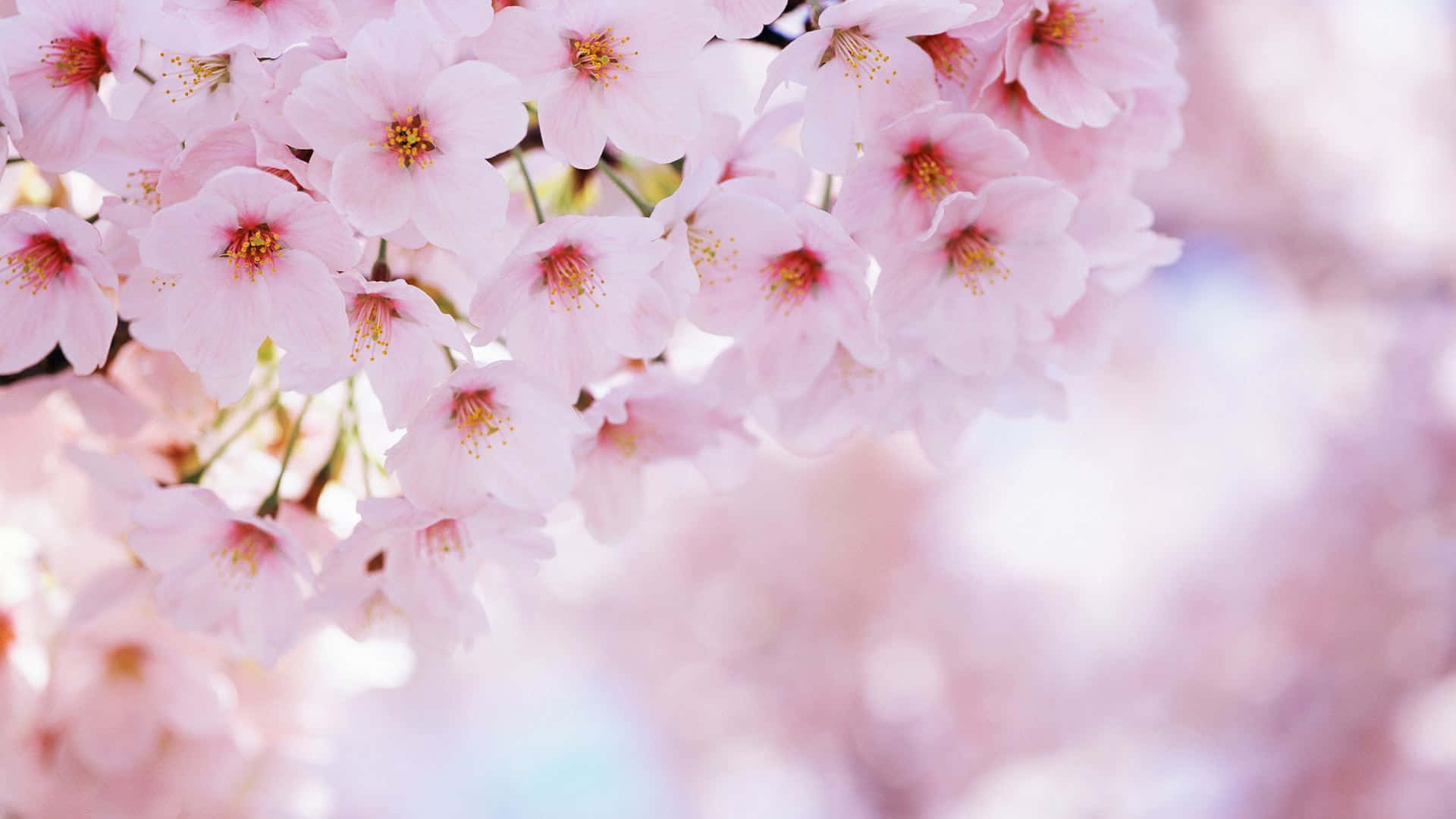 Pink Cherry Blossom 桌布 壁紙 — 柔和的粉紅色櫻花在夢幻般的模糊背景下溫柔地簇擁綻放。