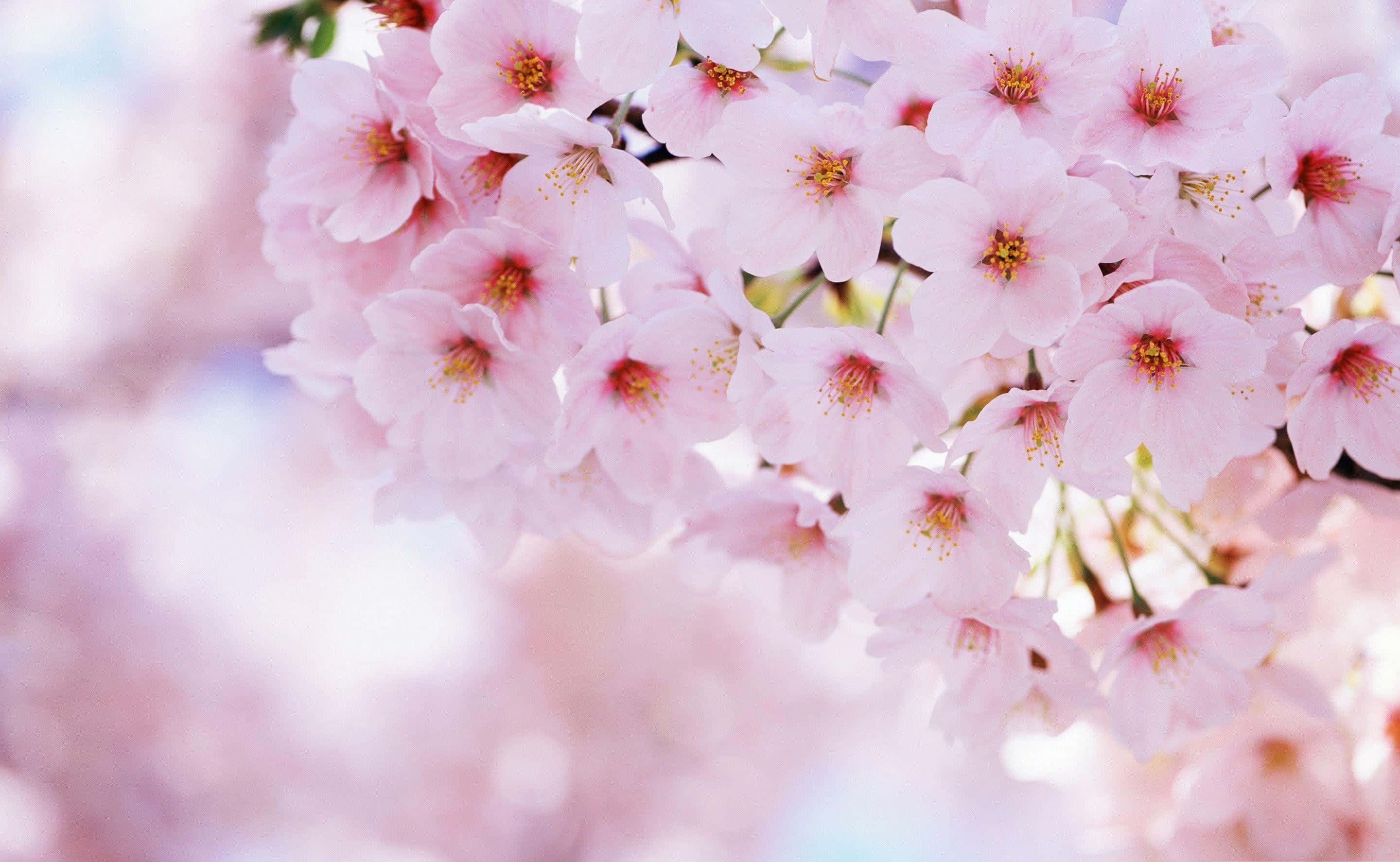 Cherry Blossom Tree 桌布 壁紙 — 柔和的粉紅色櫻花在夢幻般的模糊背景下溫柔地簇擁綻放。