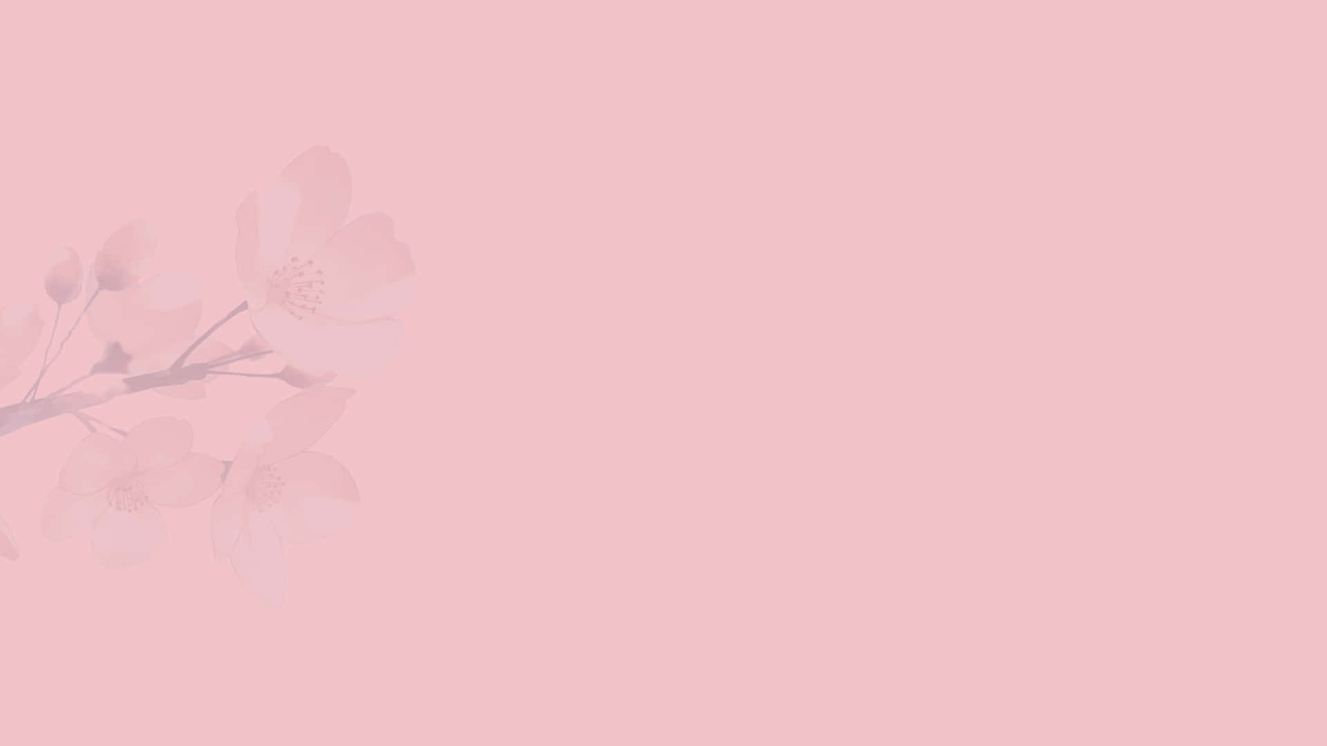 Simple Pink 桌布 壁紙 — 柔和的粉紅色櫻花在左側輕輕飄浮，背景為純色粉彩粉紅色。