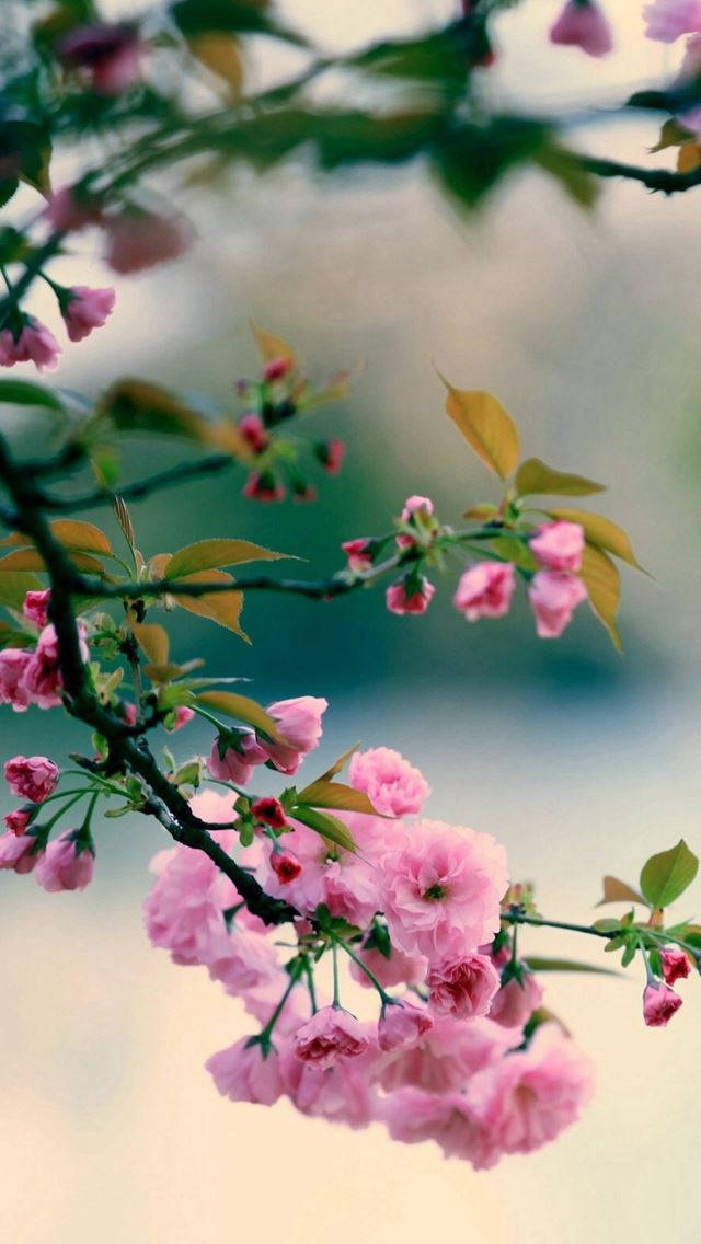 桌布 壁紙 — 柔和的粉紅色櫻花在帶有新鮮綠葉的樹枝上 delicately 綻放，背景是模糊的粉彩。