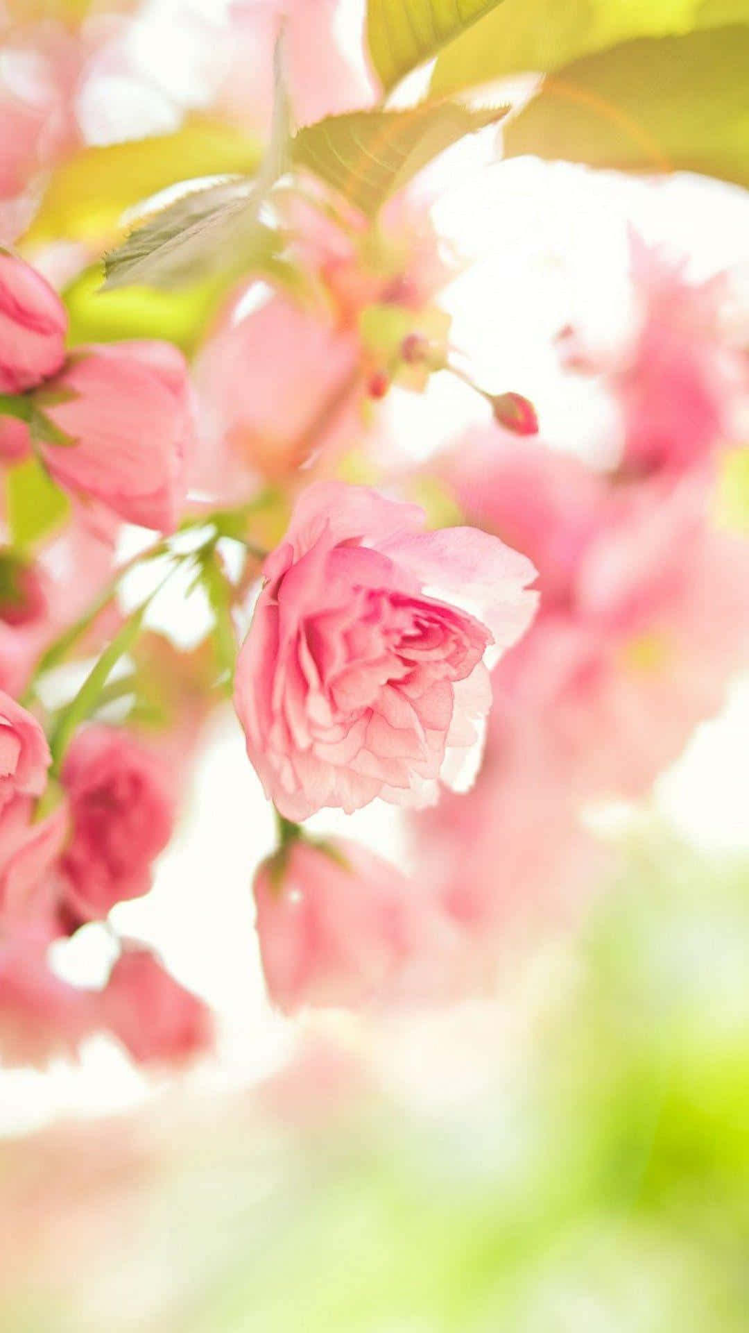 Pink Rose 桌布 壁紙 — 柔和的粉紅色櫻花在明亮模糊的背景中輕輕綻放，帶有淡淡的綠葉。