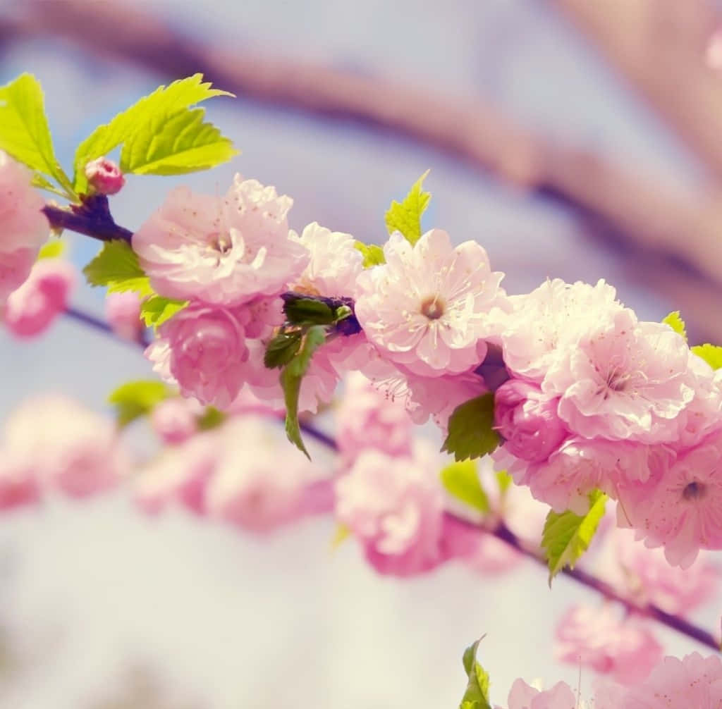 Spring Laptop 桌布 壁紙 — 柔和的粉紅色櫻花在明亮的天空襯托下，在帶有新鮮綠葉的樹枝上盛開。