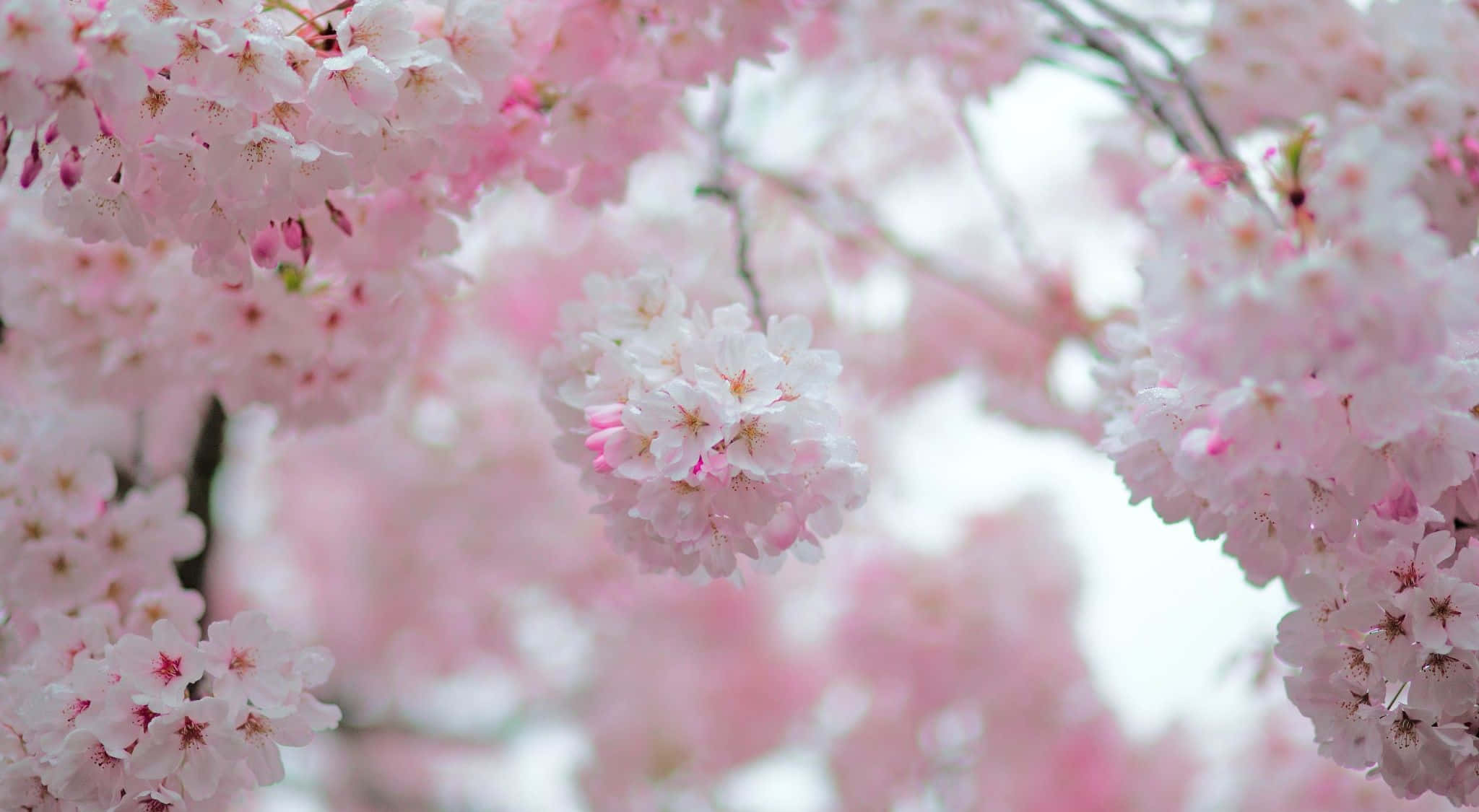 Cherry Blossom Tree 桌布 壁紙 — 柔和的粉紅色櫻花在明亮的朦朧天空下密集盛開在樹枝上。