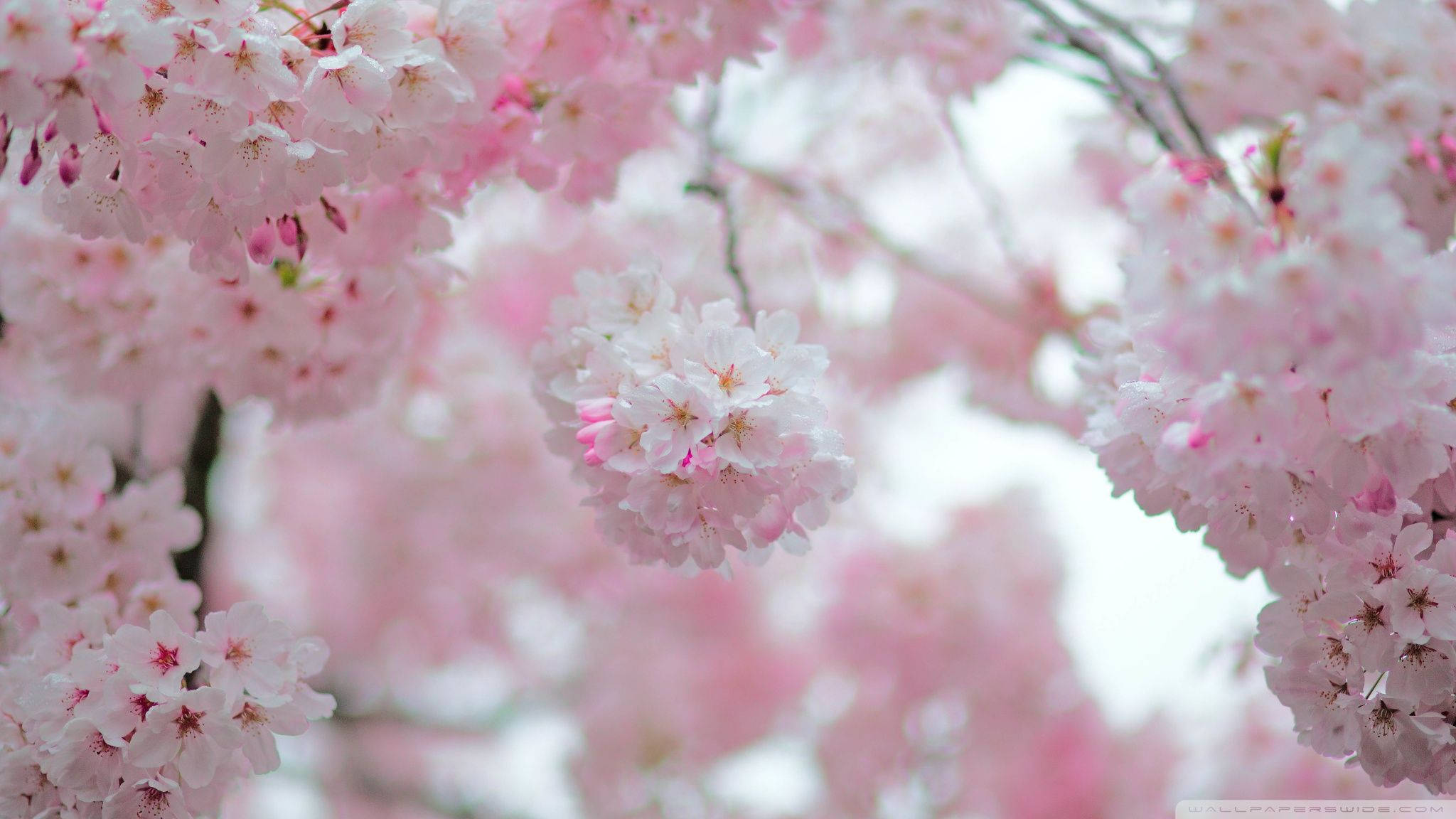Blossom 桌布 壁紙 — 柔和的粉紅色櫻花在明亮的白色天空下，以淺景深密集地綻放在樹枝上。