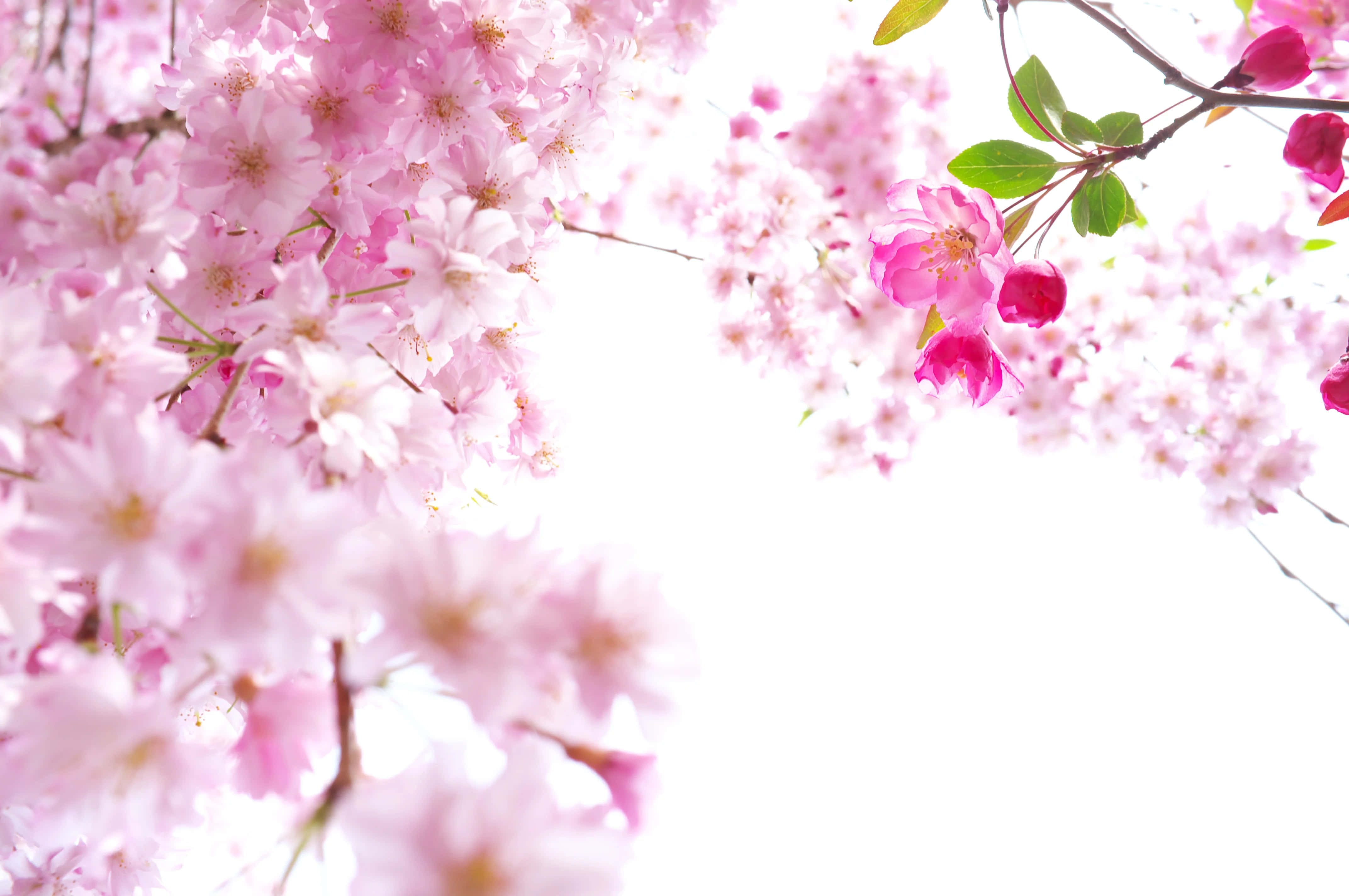 Sakura 桌布 壁紙 — 柔和的粉紅色櫻花在明亮的白色天空下密集綻放，呈現溫柔的春日景象。