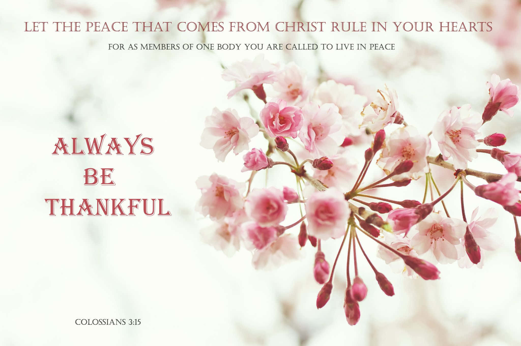 Inspirational Quotes 桌布 壁紙 — 柔和的粉紅色櫻花在明亮的白色背景上輕輕綻放，並帶有鼓舞人心的基督教文字疊加。