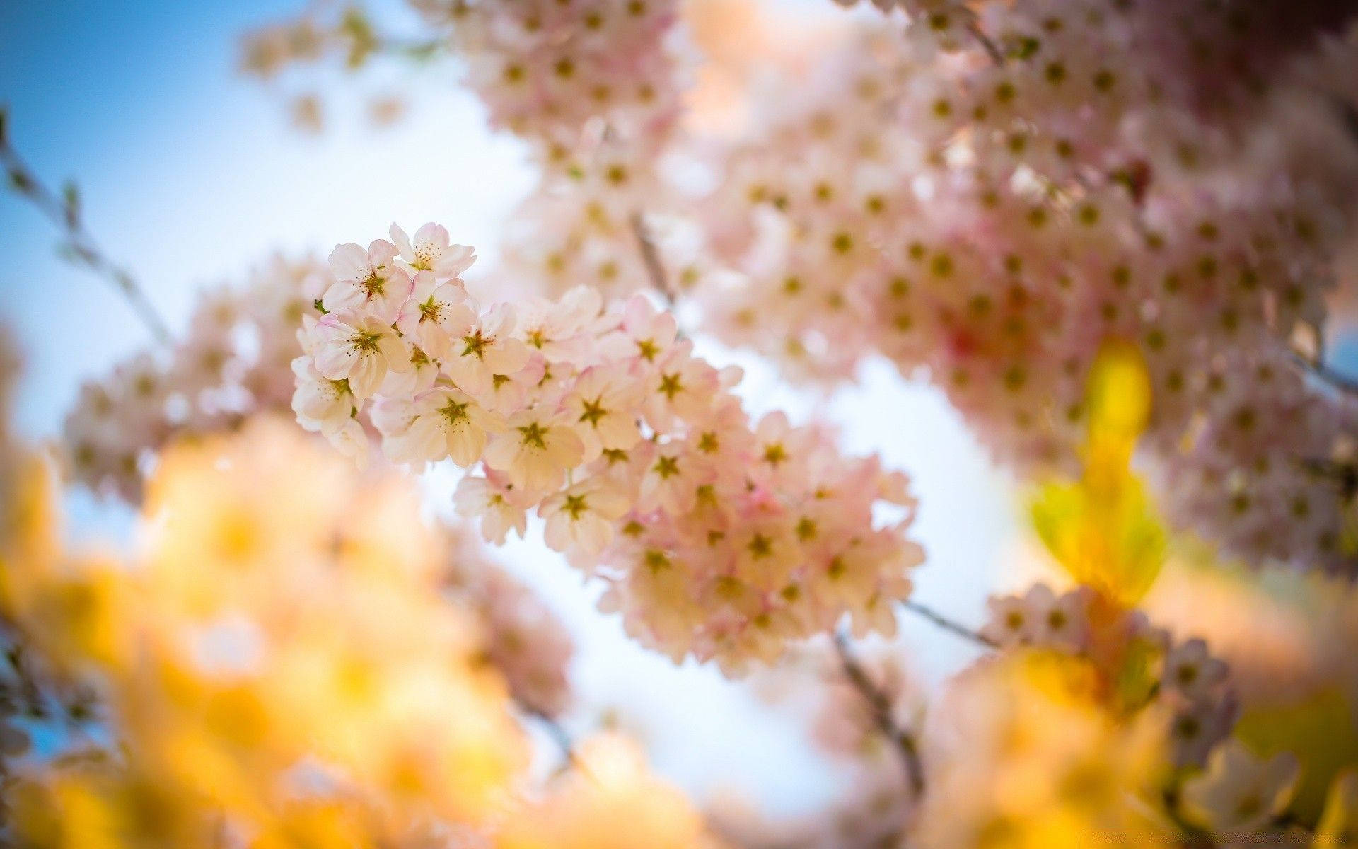 Sakura Flower 桌布 壁紙 — 柔和的粉紅色櫻花在明亮的藍天下盛開，前景有金色的模糊樹葉。