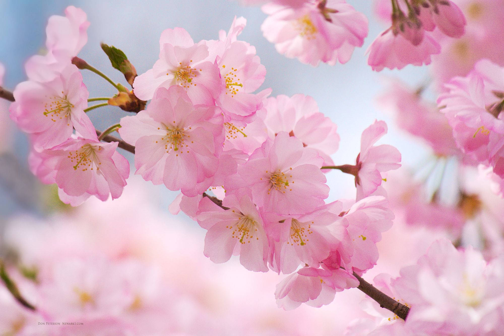 Blossom 桌布 壁紙 — 柔和的粉紅色櫻花在明亮的藍天和柔和散景的襯托下，密集地綻放在樹枝上。