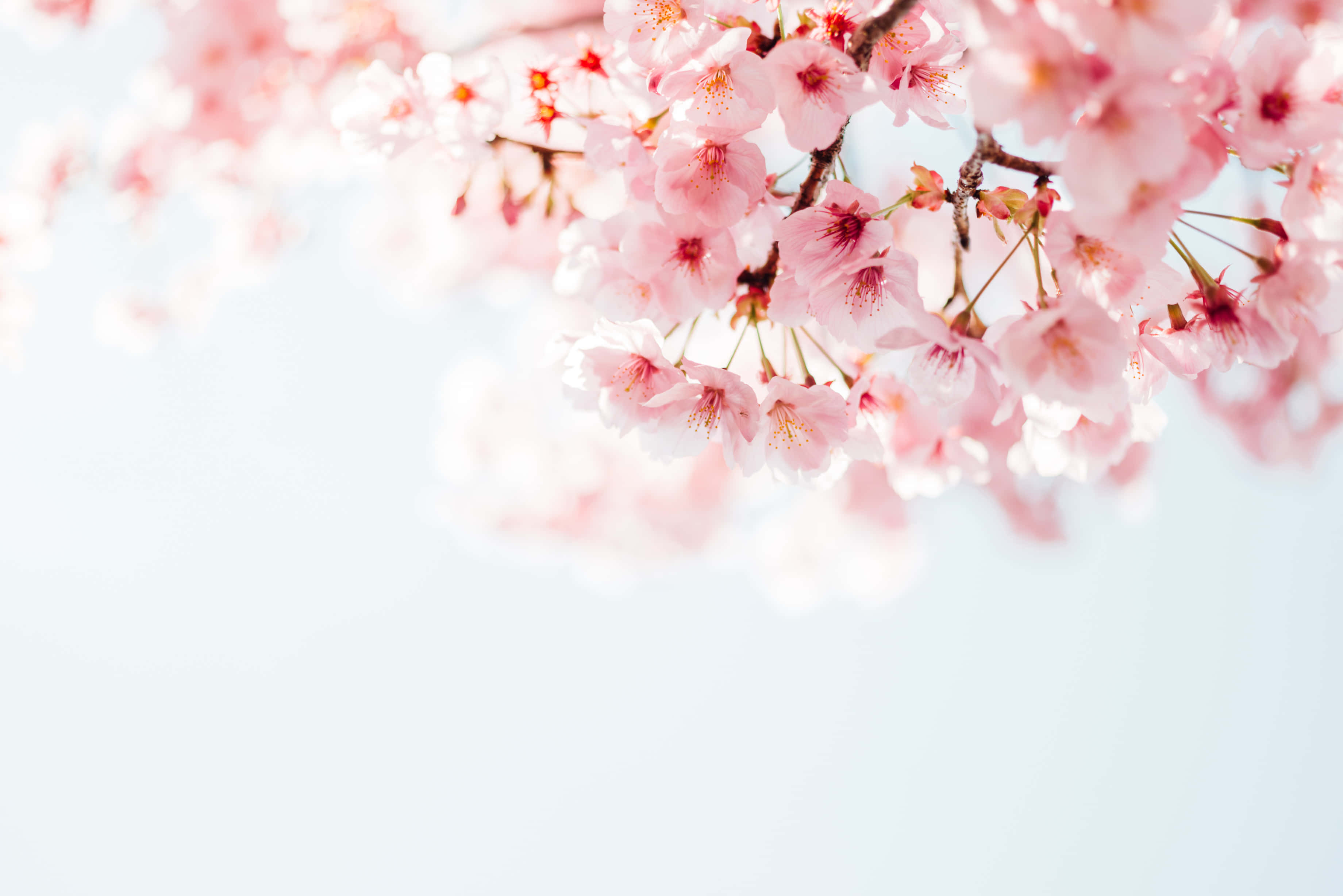 Pink Cherry Blossom 桌布 壁紙 — 柔和的粉紅色櫻花在明媚晴朗的天空下，伴隨著輕柔的春風，細膩地綻放。