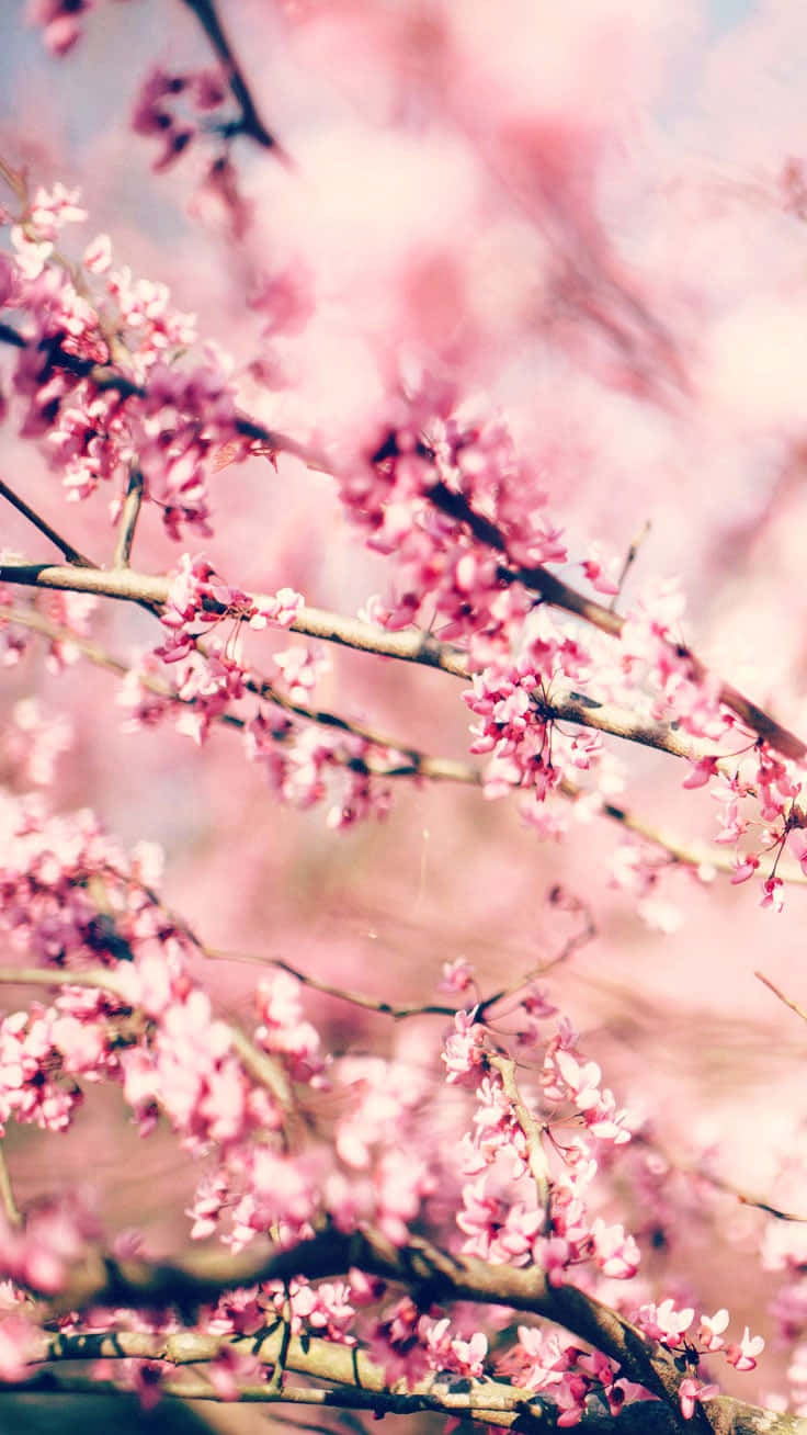 Cute Aesthetic Flower 桌布 壁紙 — 柔和的粉紅色櫻花在朦朧的粉彩天空襯托下，在纖細的樹枝上密集綻放。