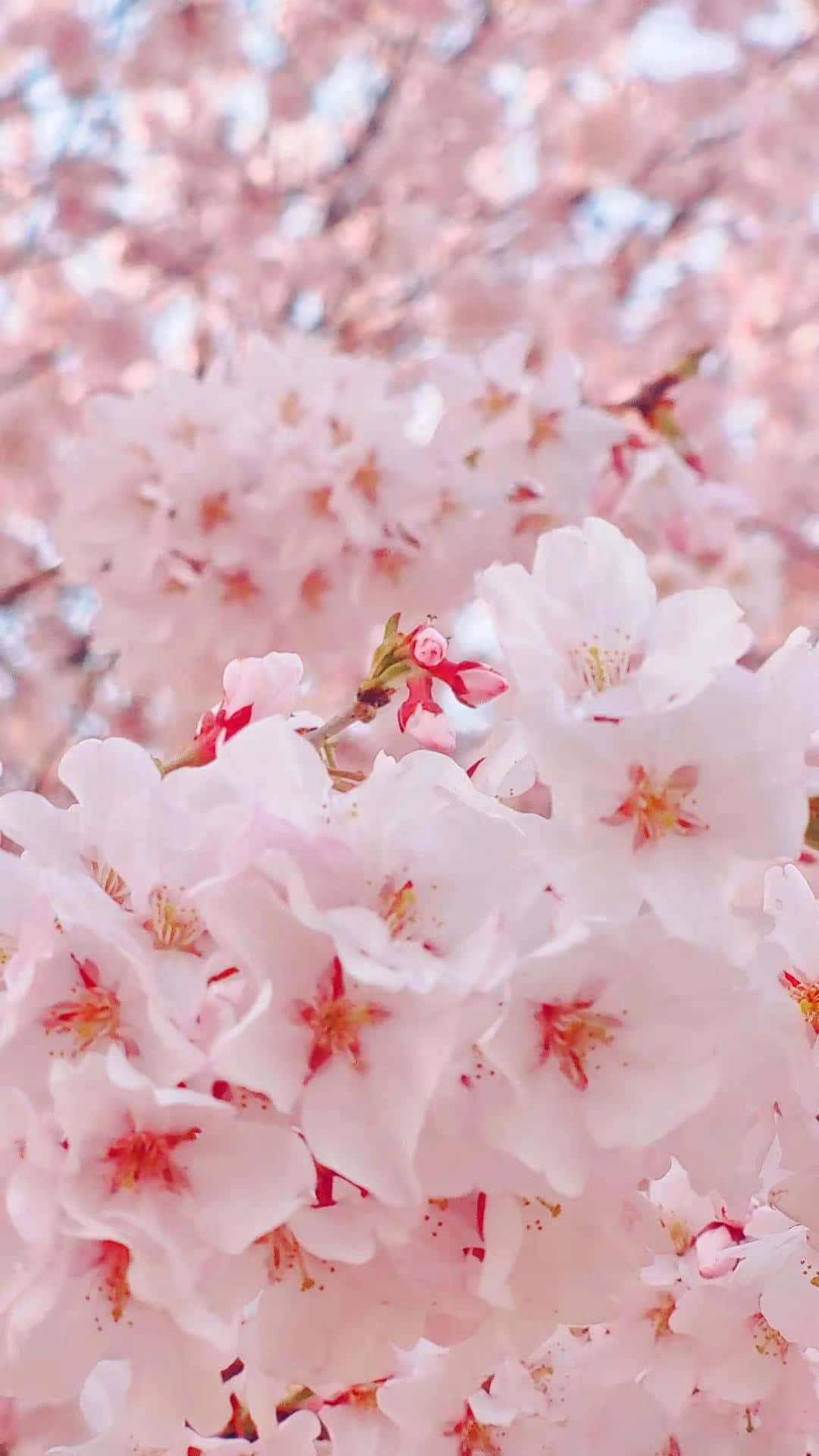 Pink Cherry Blossom 桌布 壁紙 — 柔和的粉紅色櫻花在模糊的天空和柔和的散景背景下密集地盛開在樹枝上。