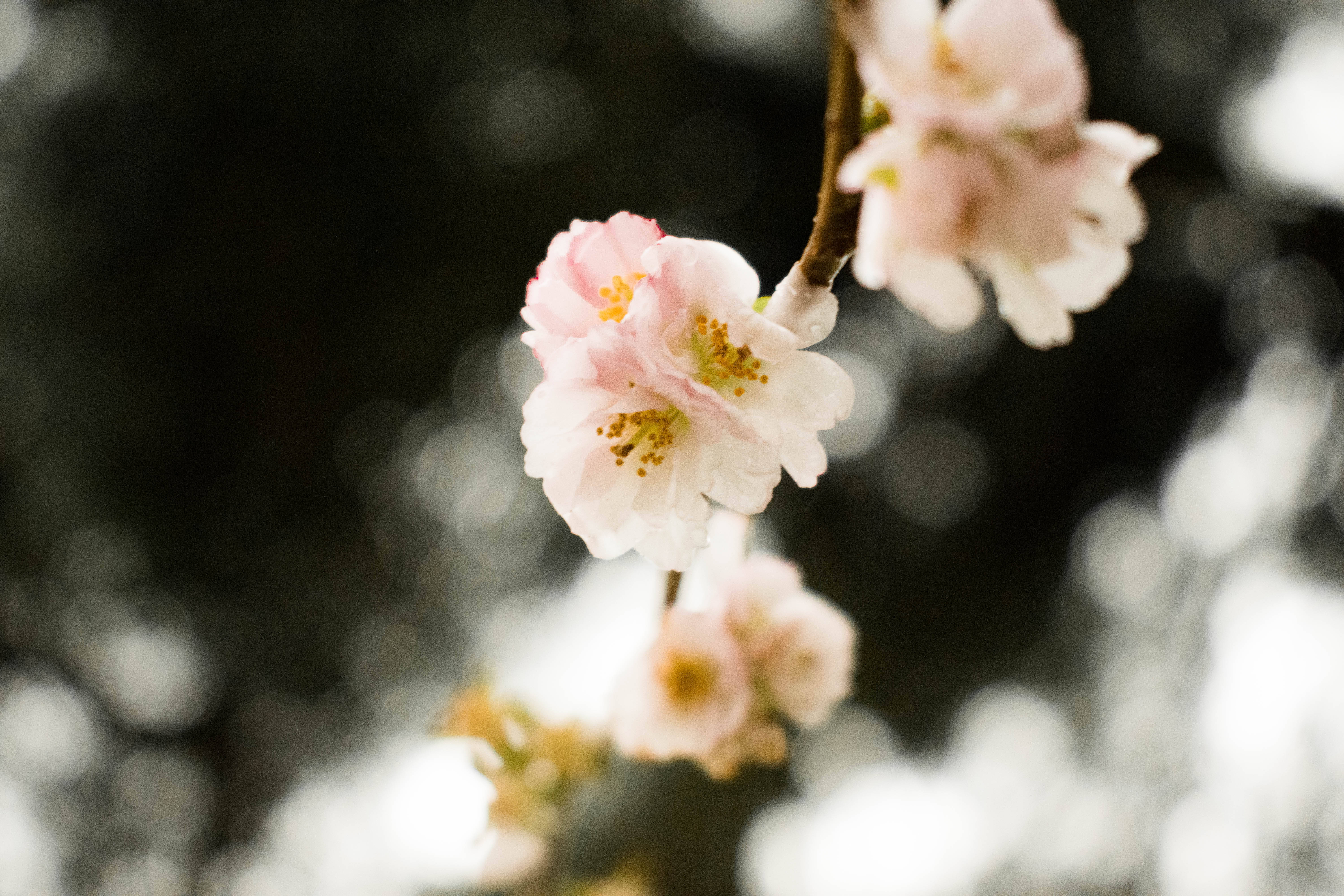 Flowers Aesthetic 桌布 壁紙 — 柔和的粉紅色櫻花在模糊的深色背景上，帶有明亮的散景高光，在樹枝上細膩地綻放。
