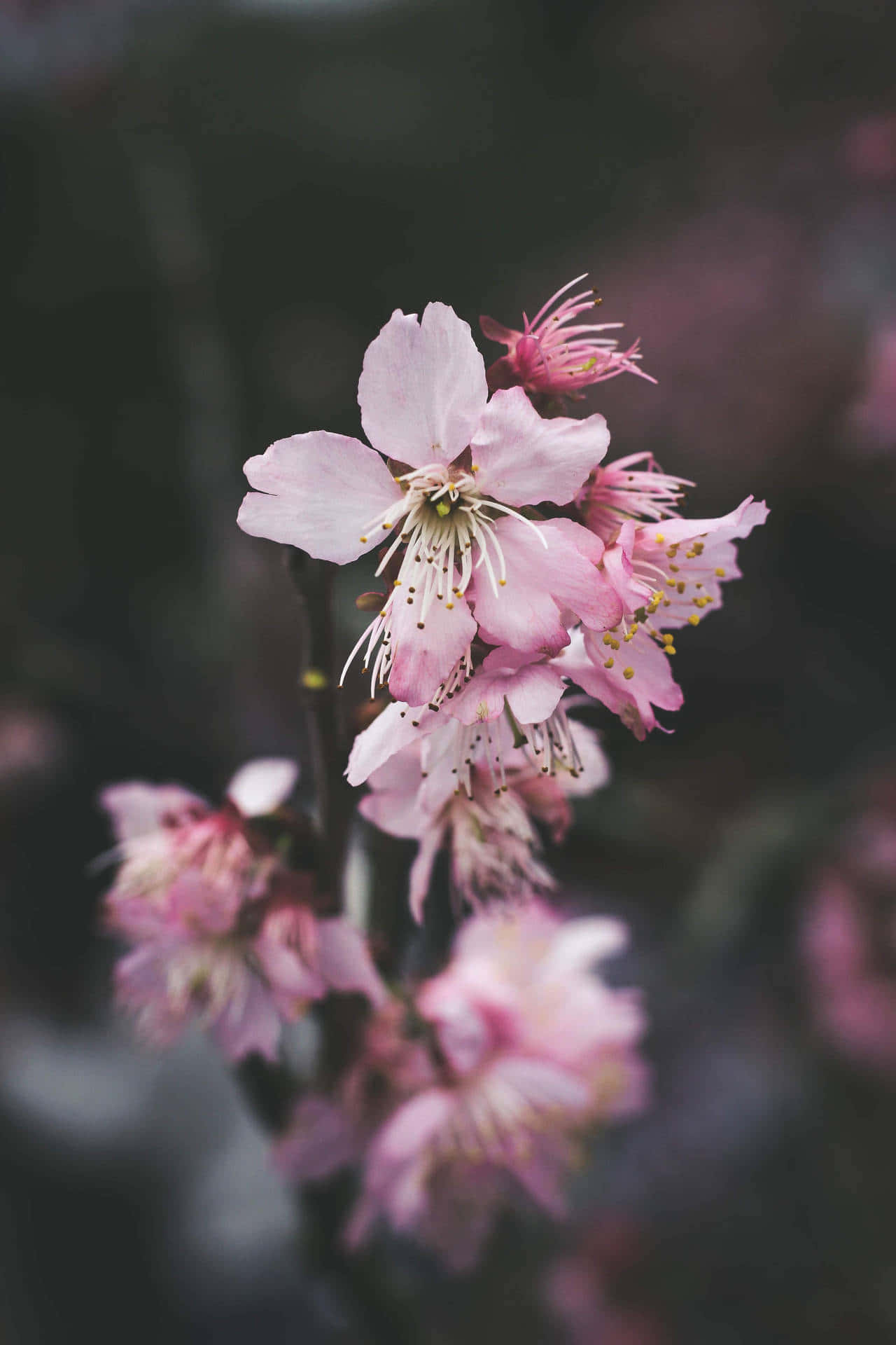 Dark Flower Aesthetic 桌布 壁紙 — 柔和的粉紅色櫻花在模糊的深色背景上，伴隨著柔和的散景，細膩地綻放。