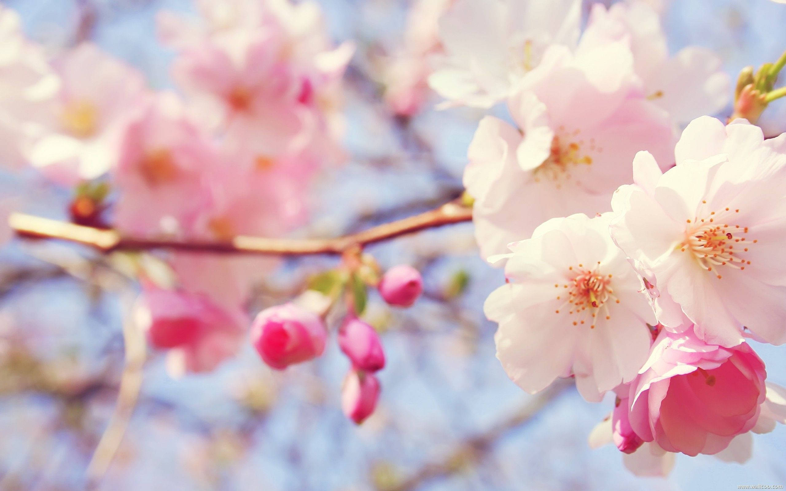 Flowers 桌布 壁紙 — 柔和的粉紅色櫻花在樹枝上盛開，映襯著明亮的藍天，溫和的陽光穿透其間。