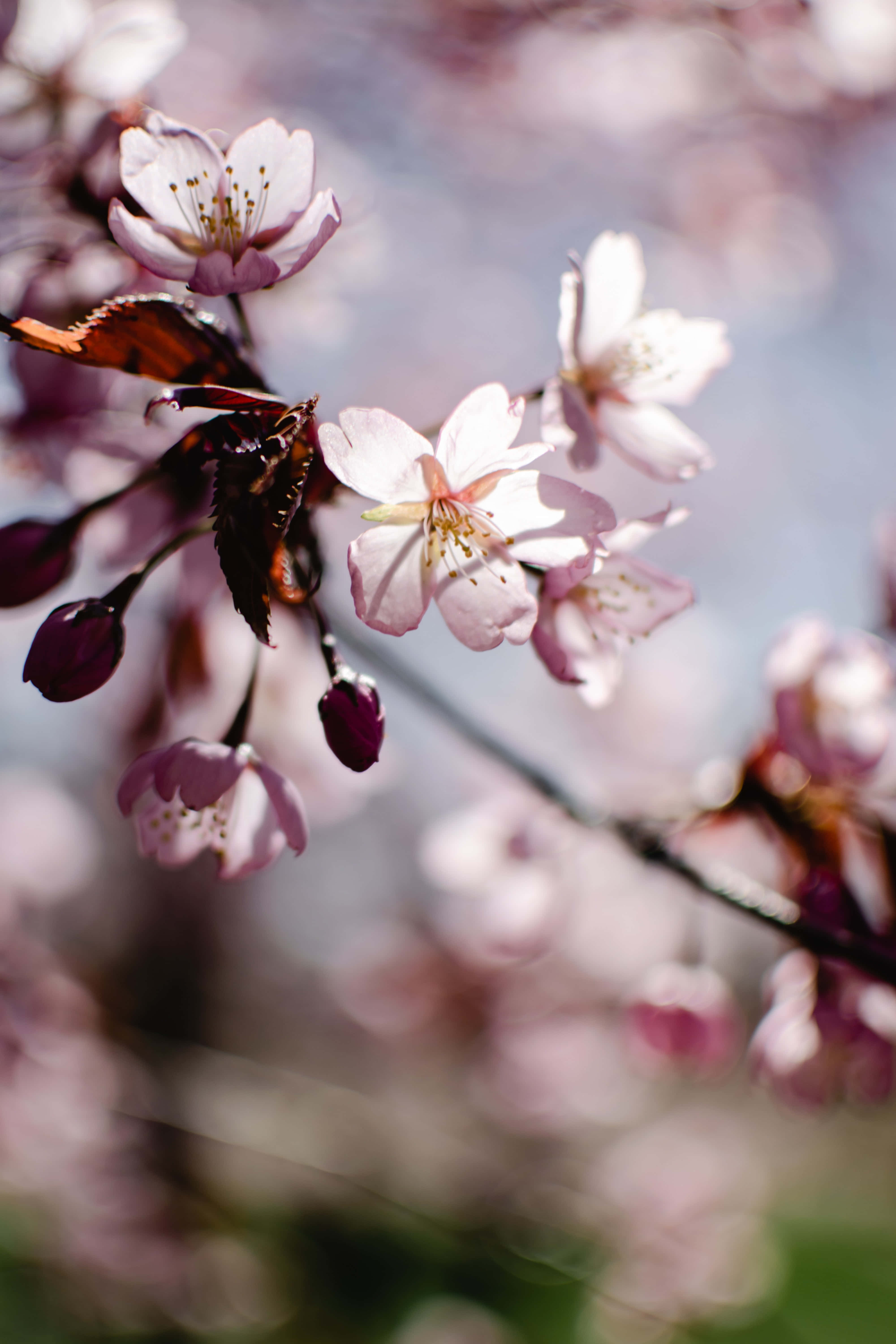 Sakura Blossom 桌布 壁紙 — 柔和的粉紅色櫻花在樹枝上細膩綻放，一隻蝴蝶在附近休息，背景是模糊的天空。