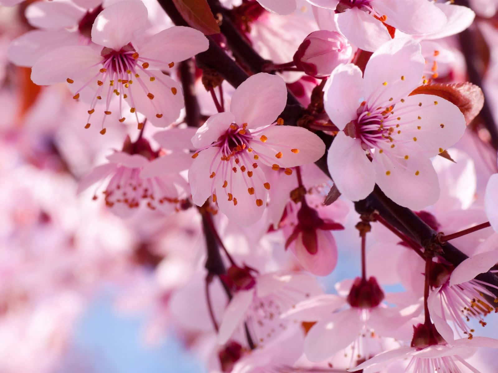 Cherry Blossom Tree 桌布 壁紙 — 柔和的粉紅色櫻花在深色樹枝上 delicately 綻放，映襯著明亮的藍天。