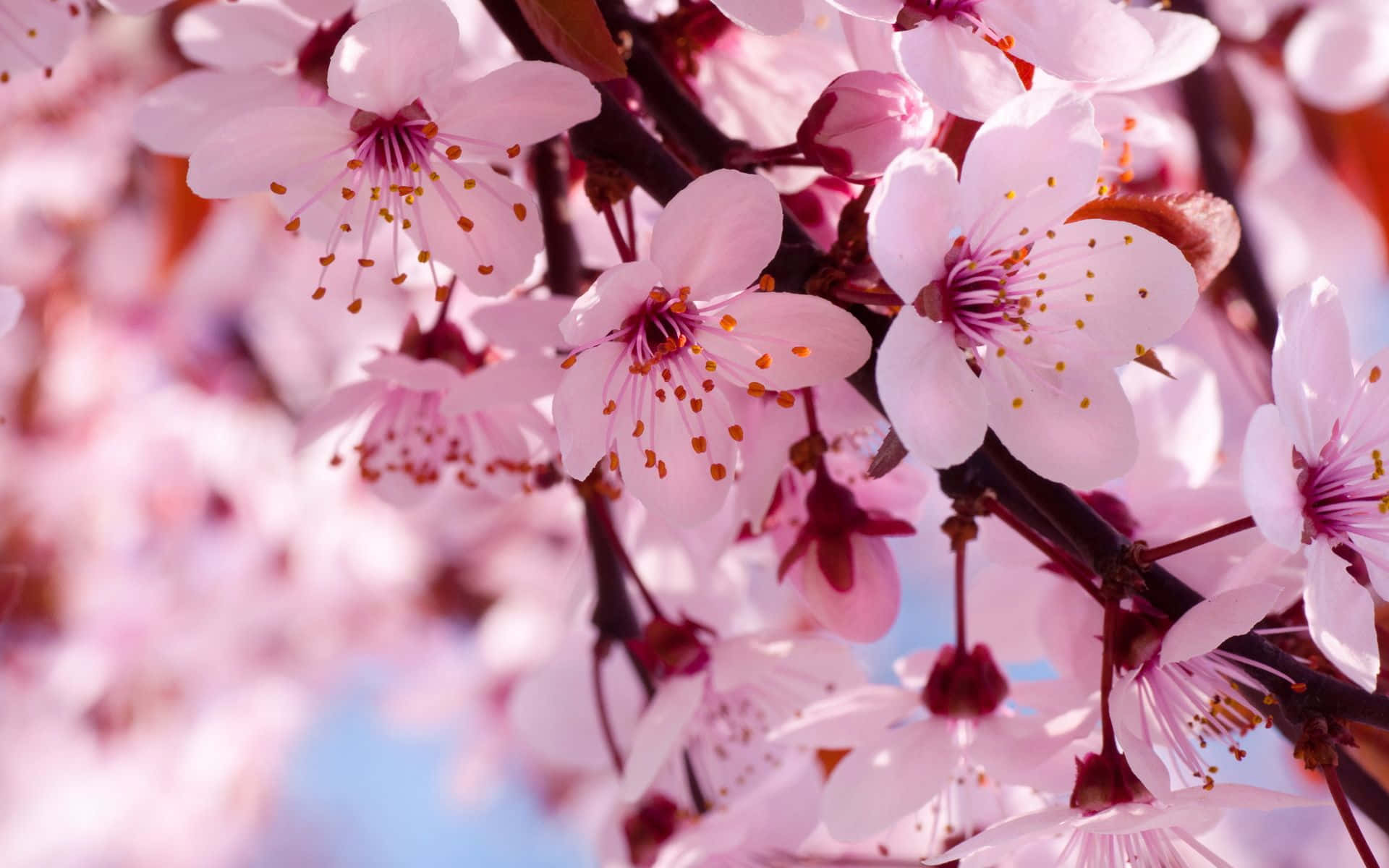 Spring Bloom 桌布 壁紙 — 柔和的粉紅色櫻花在深色樹枝上密集盛開，背景是模糊的藍天。