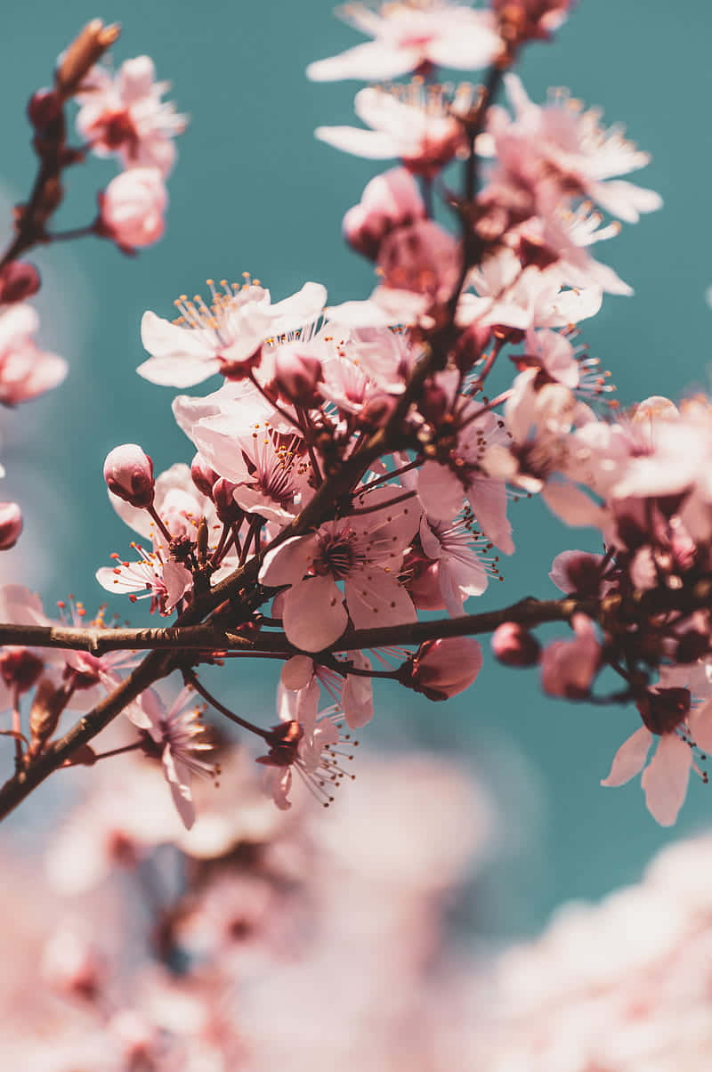 Pink Cherry Blossom 桌布 壁紙 — 柔和的粉紅色櫻花在深色樹枝上盛開，以柔和的青綠色天空為背景，呈現淺景深效果。