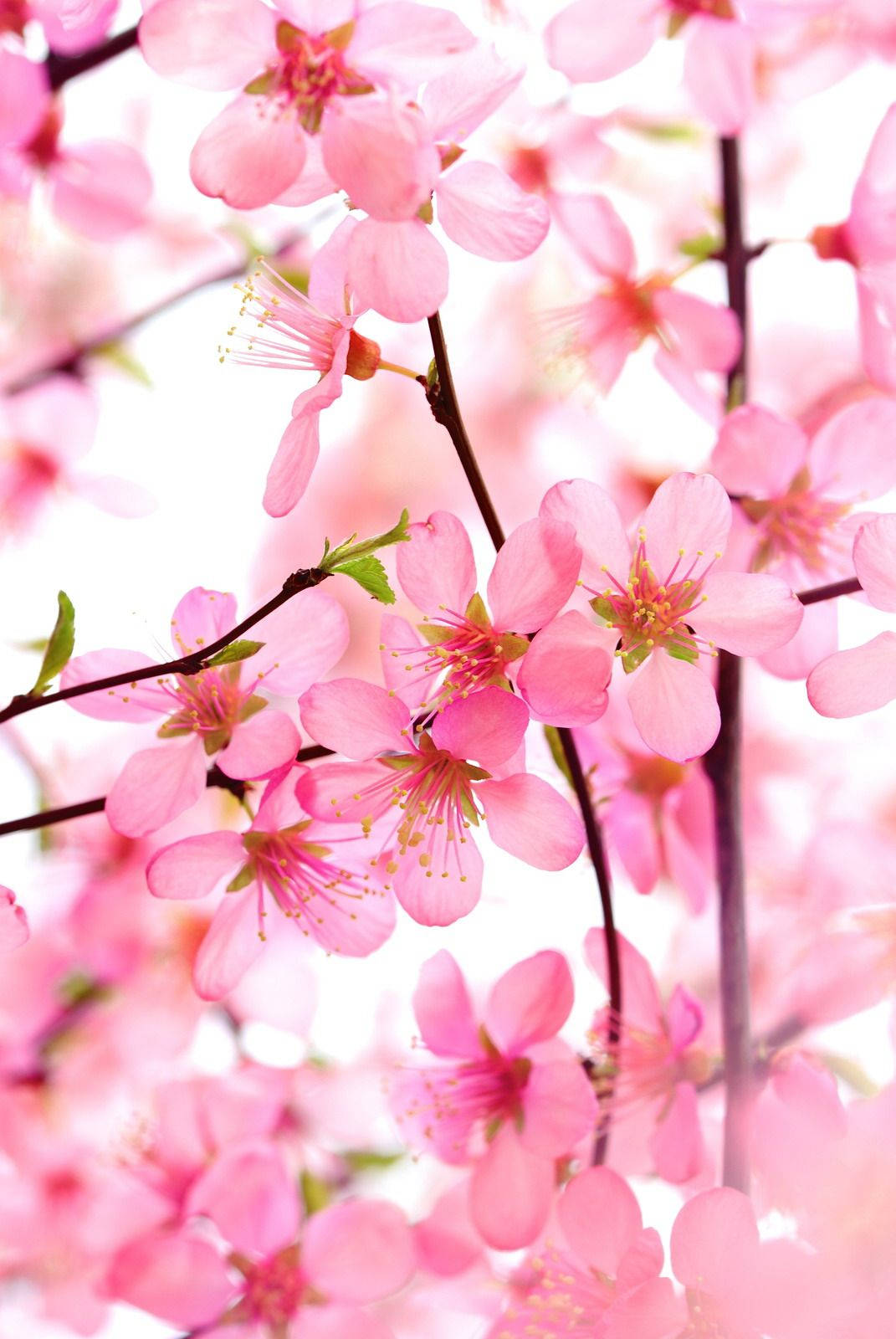 Flowers 桌布 壁紙 — 柔和的粉紅色櫻花在深色樹枝上細膩地綻放，背景是明亮的白色。