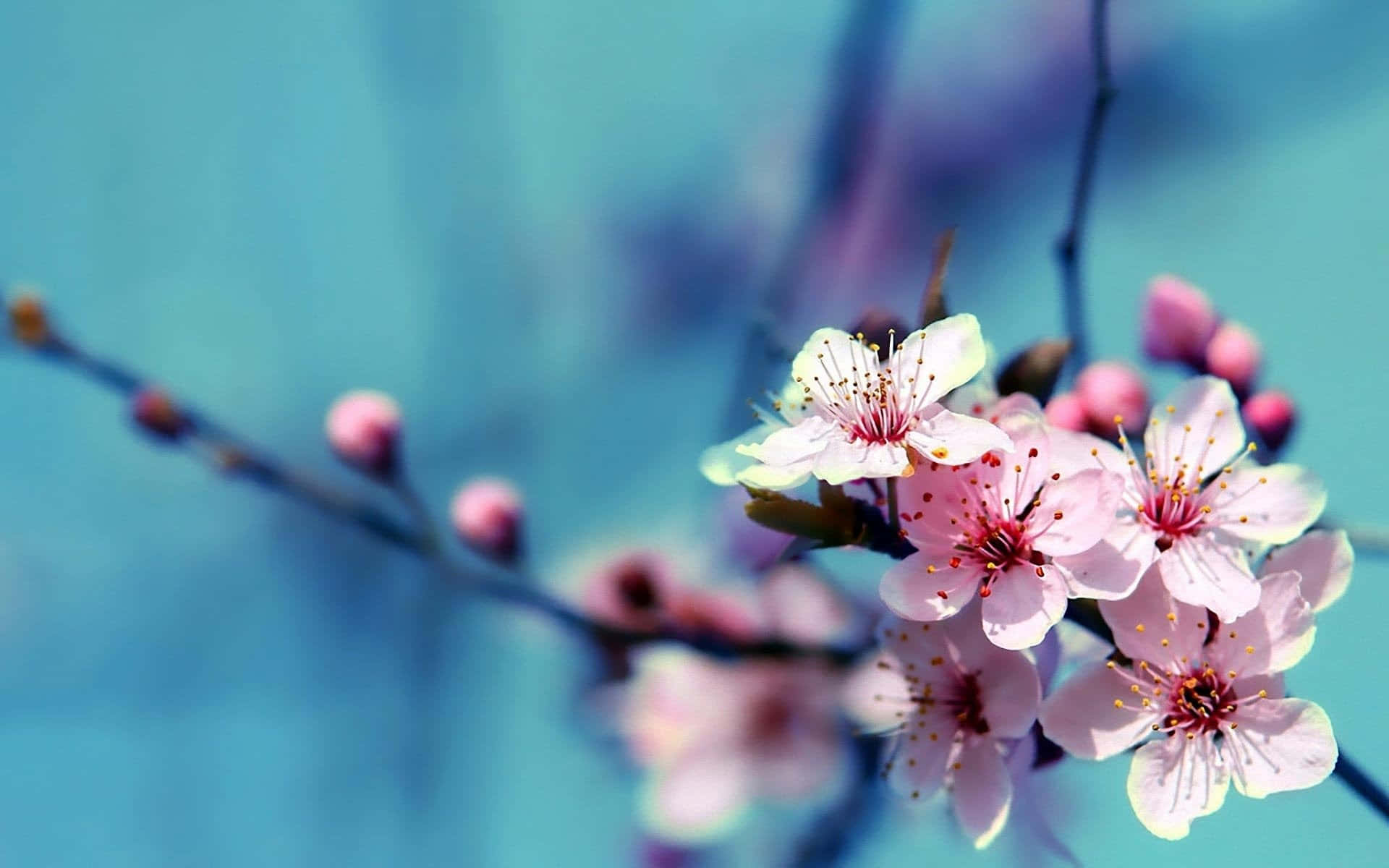 Beautiful Photography 桌布 壁紙 — 柔和的粉紅色櫻花在纖細的枝條上盛開，以柔和的藍天為背景。