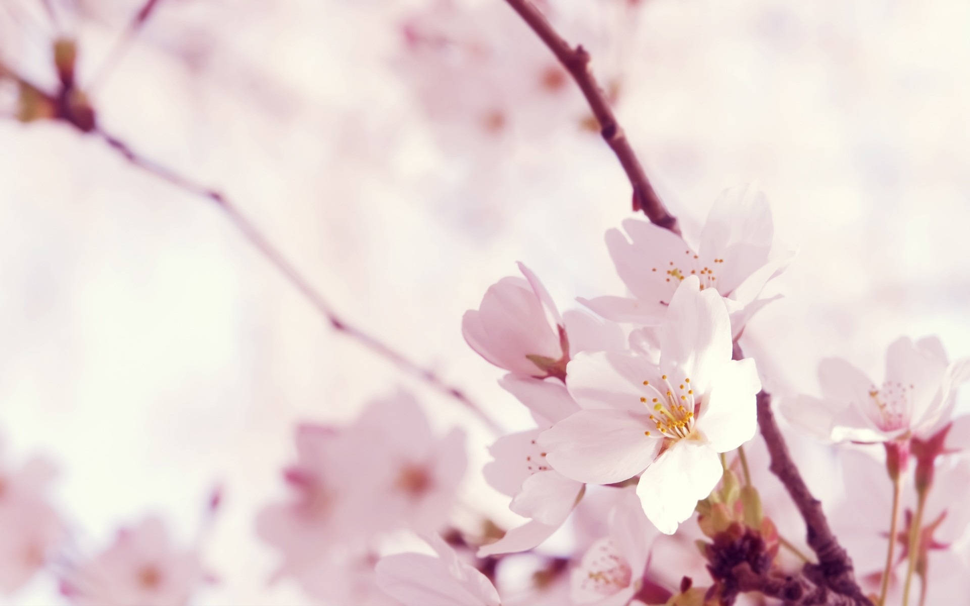 Sakura 桌布 壁紙 — 柔和的粉紅色櫻花在纖細的樹枝上盛開，襯托著夢幻般的粉彩背景。