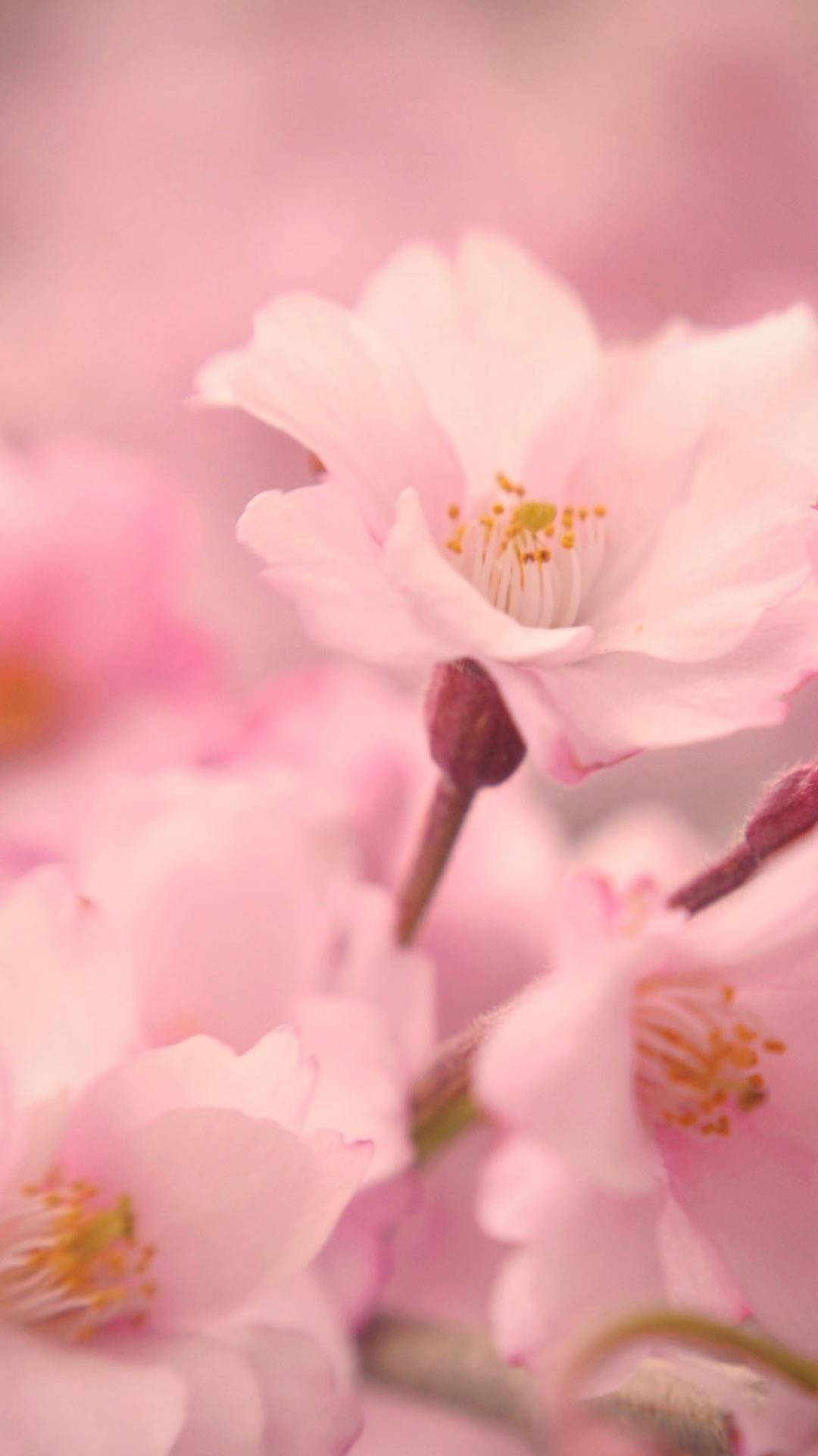 Interesting iPhone 桌布 壁紙 — 柔和的粉紅色櫻花在花瓣和莖的夢幻模糊背景下細膩地綻放。