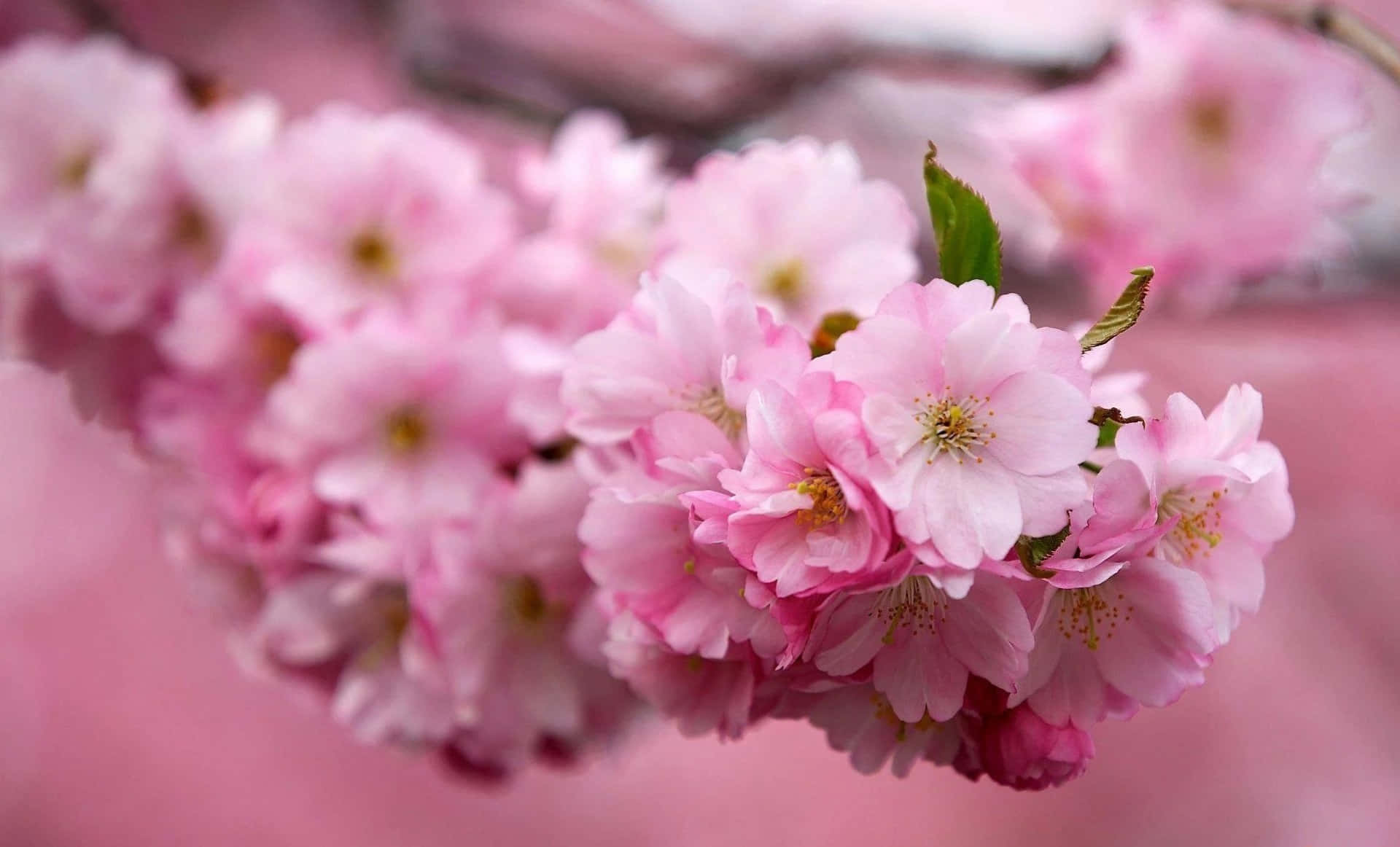 Sakura 桌布 壁紙 — 柔和的粉紅色櫻花盛開的特寫，背景柔和模糊。