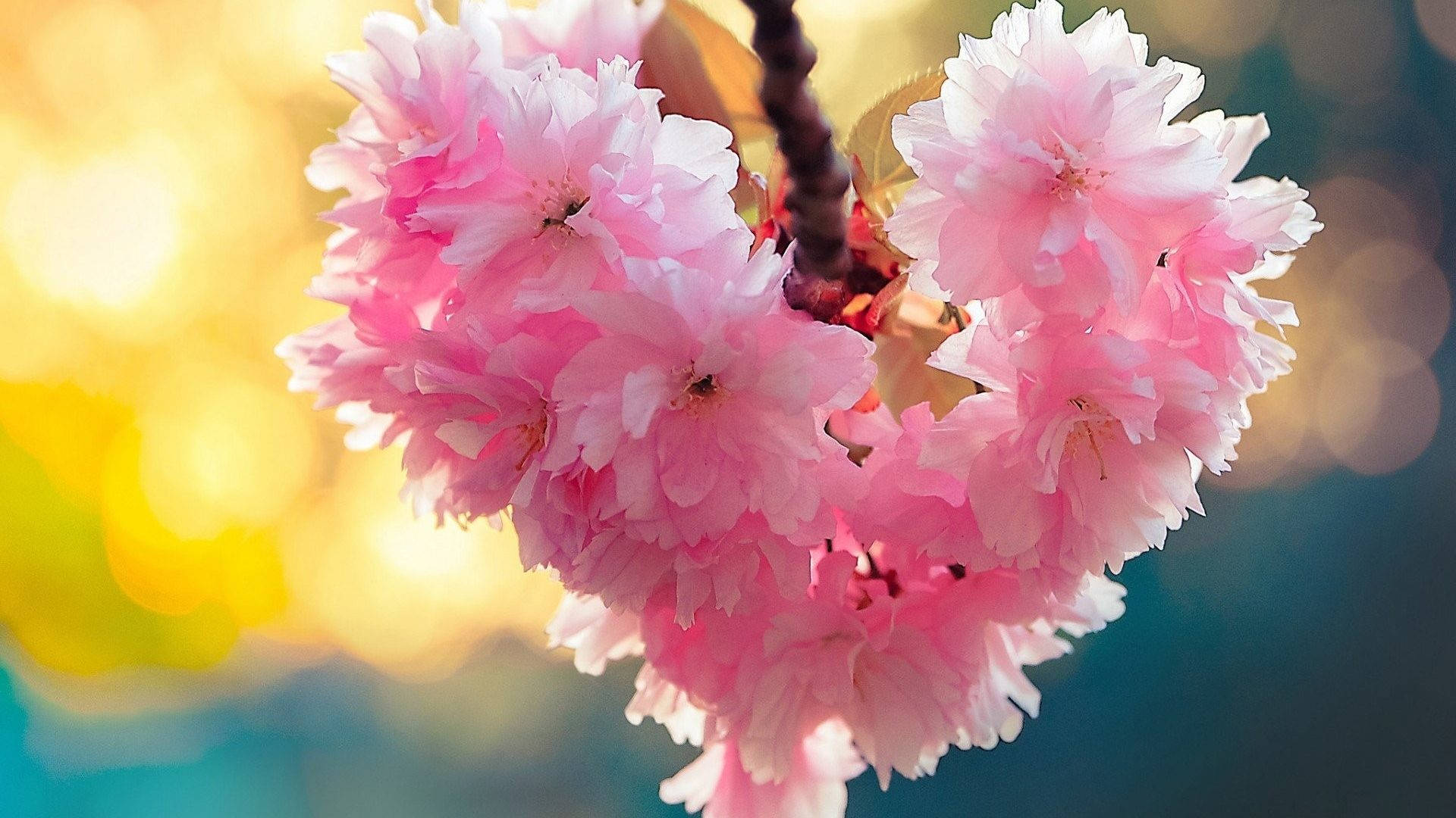 Nature Love 桌布 壁紙 — 柔和的粉紅色櫻花簇擁在樹枝上，背景是夢幻的金色和藍綠色散景。