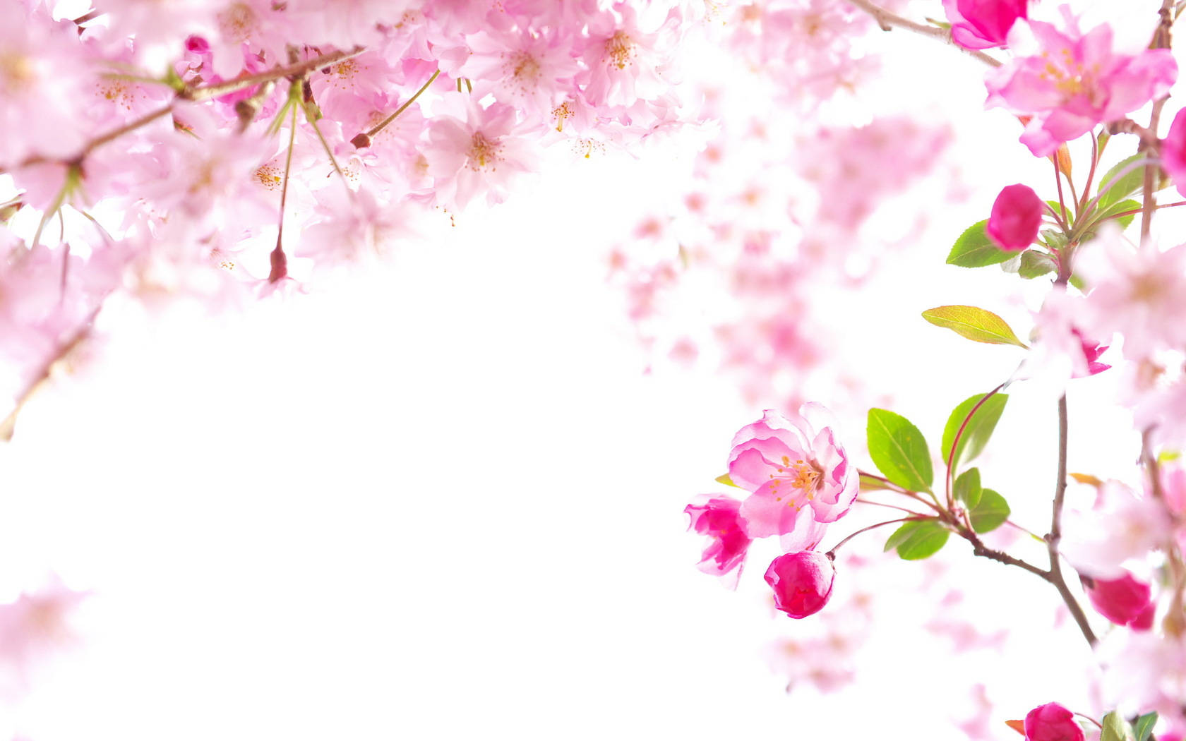 Sakura 桌布 壁紙 — 柔和的粉紅色櫻花輕輕框住明亮的白色背景，翠綠的葉子若隱若現。
