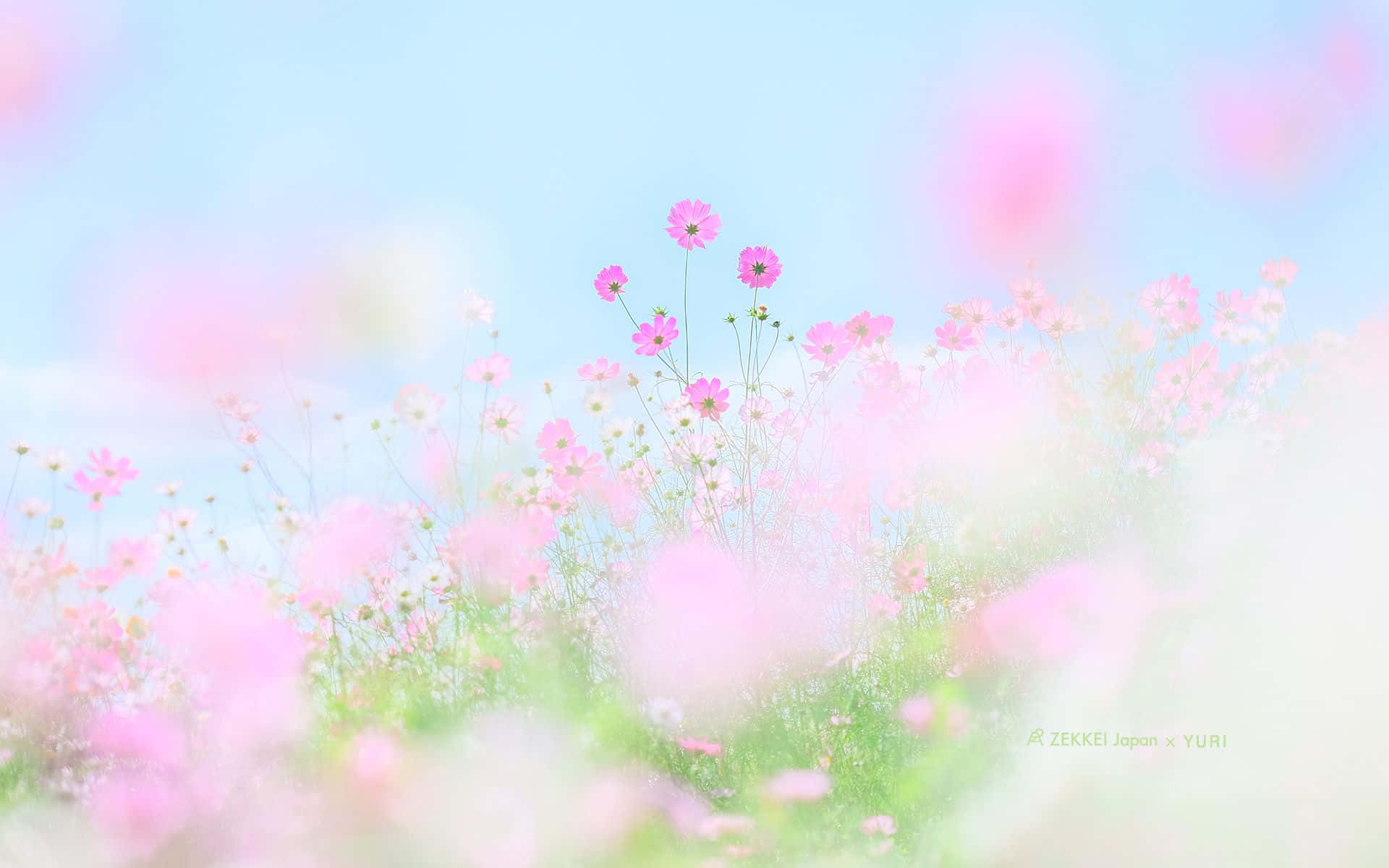 Spring Pastel 桌布 壁紙 — 柔和的粉紅色波斯菊在淡藍色天空下的夢幻田野中輕輕搖曳，前景花朵模糊。