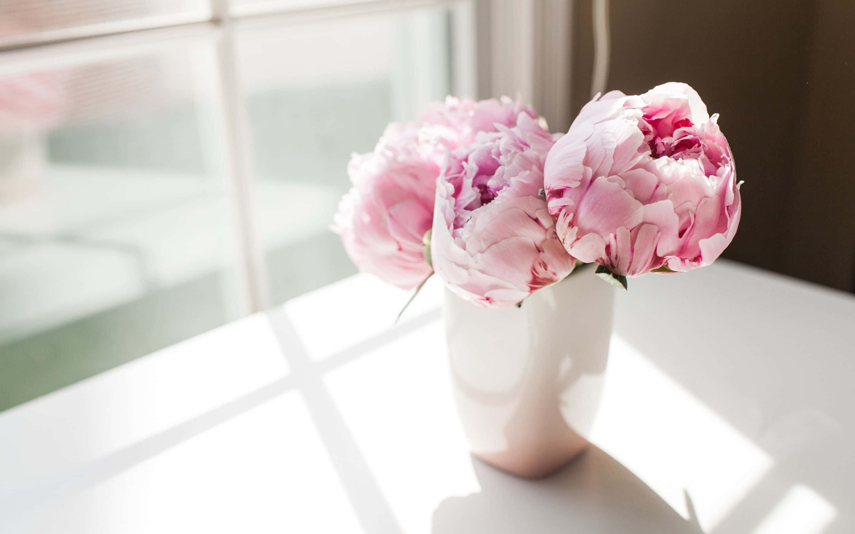 Peony 桌布 壁紙 — 柔和的粉紅色牡丹在白色花瓶中盛開，放在陽光普照的窗台上，投下幾何陰影。