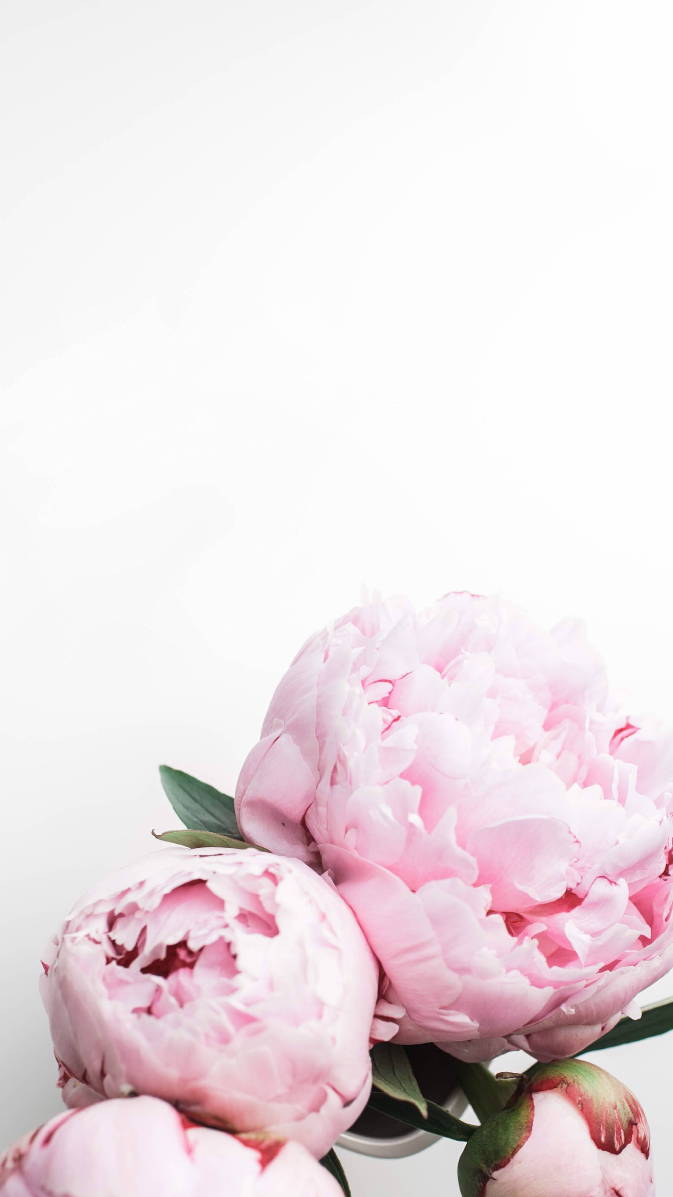 Peony 桌布 壁紙 — 柔和的粉紅色牡丹在簡約的白色背景上，搭配精緻的綠葉，溫柔地綻放。