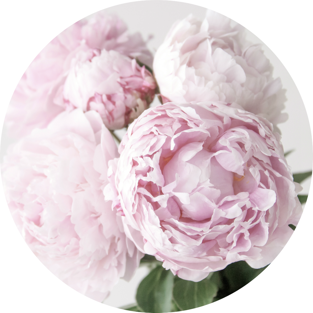 Peony 桌布 壁紙 — 柔和的粉紅色牡丹在純白色背景的圓形框架中盛開，搭配精緻的綠葉。
