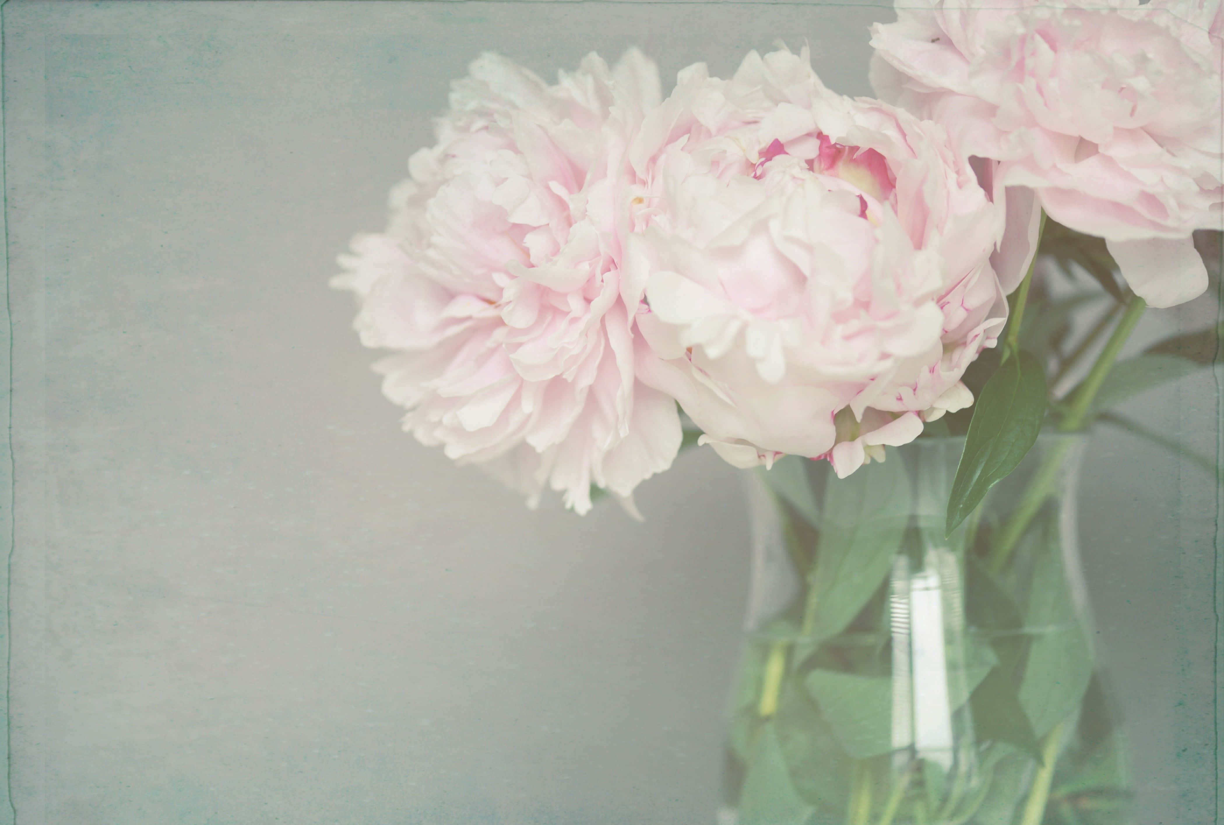 Peony 桌布 壁紙 — 柔和的粉紅色牡丹在透明玻璃花瓶中優雅綻放，背景為帶有復古紋理的柔和青綠色。