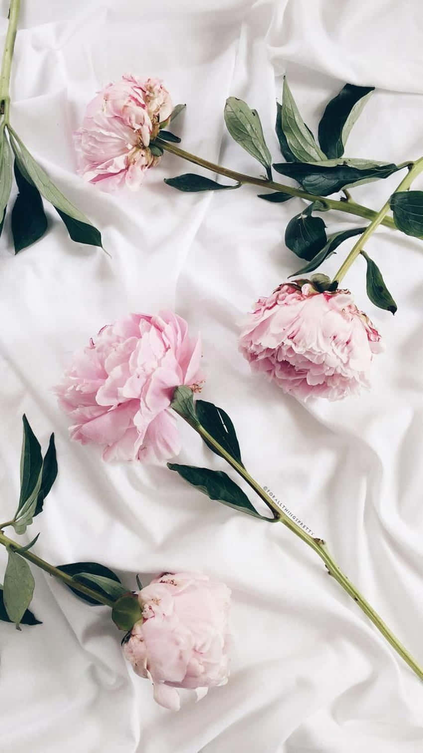 Tumblr Pink 桌布 壁紙 — 柔和的粉紅色牡丹與綠色莖幹輕輕地放在皺褶的白色布料上，構成寧靜的靜物畫面。