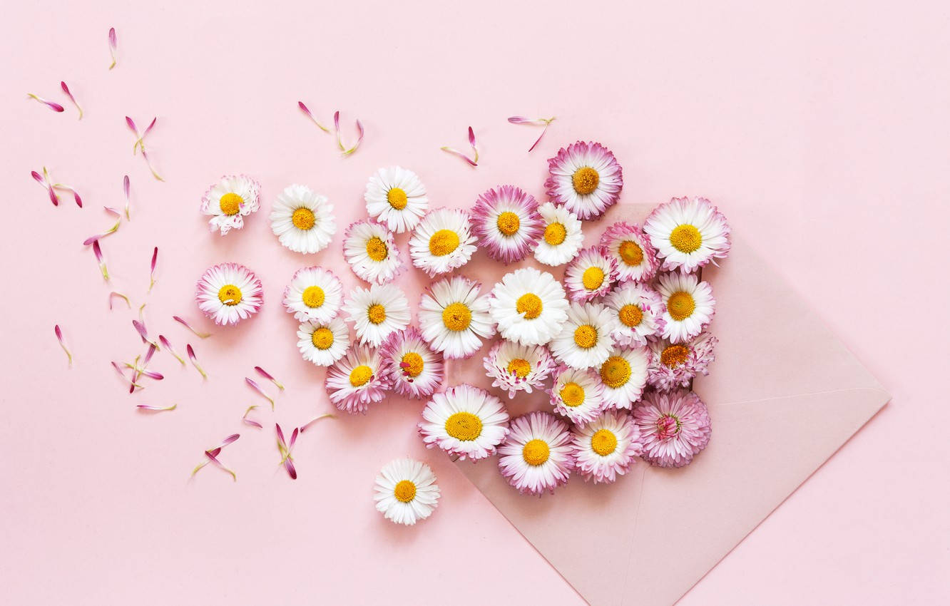 Daisy 桌布 壁紙 — 柔和的粉紅色背景，點綴著散落的白色和粉紅色雛菊以及從相配信封中溢出的精緻花瓣。