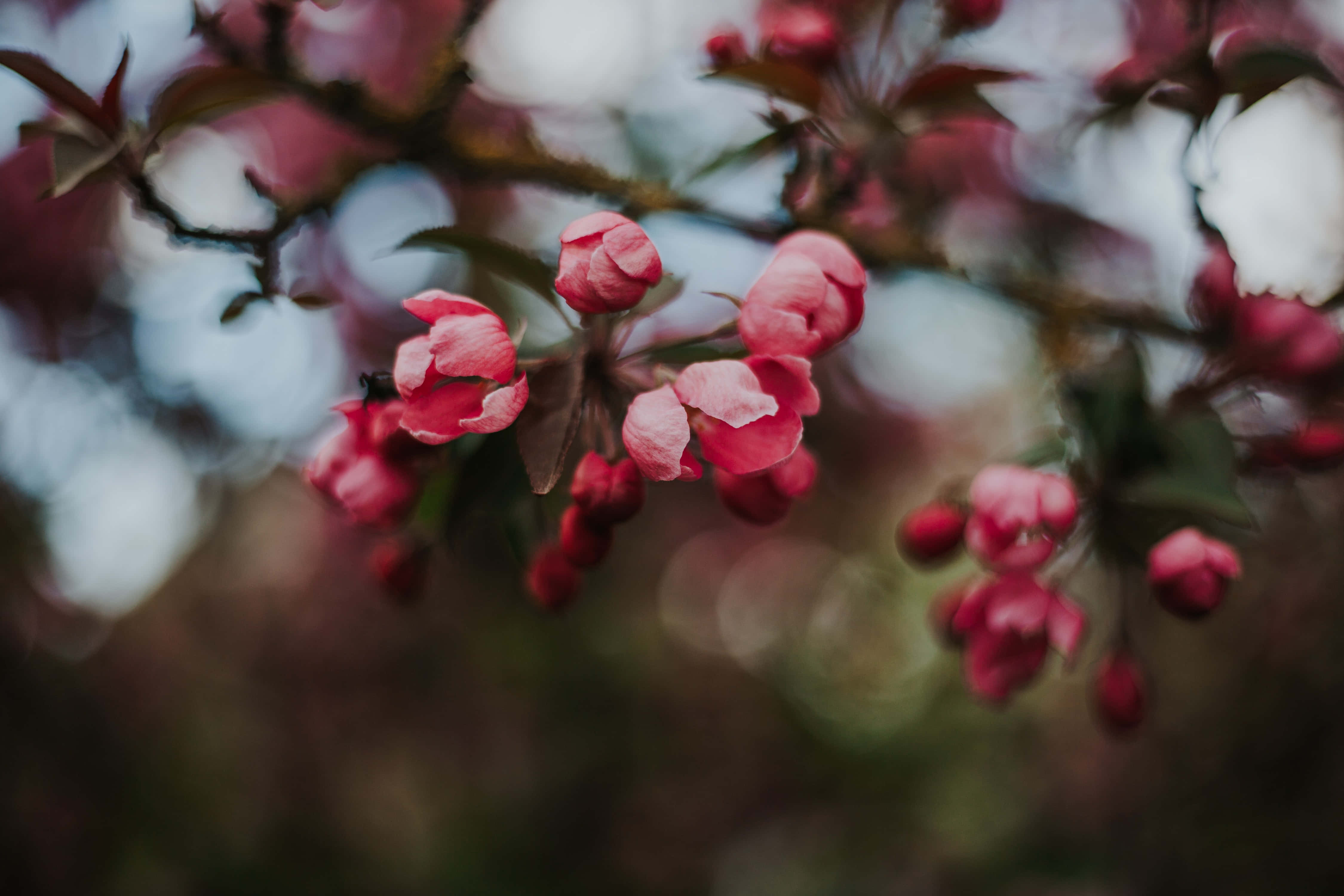 Dark Cherry Blossom 桌布 壁紙 — 柔和的粉紅色花朵在帶有模糊綠葉和天空背景的樹枝上細膩綻放。