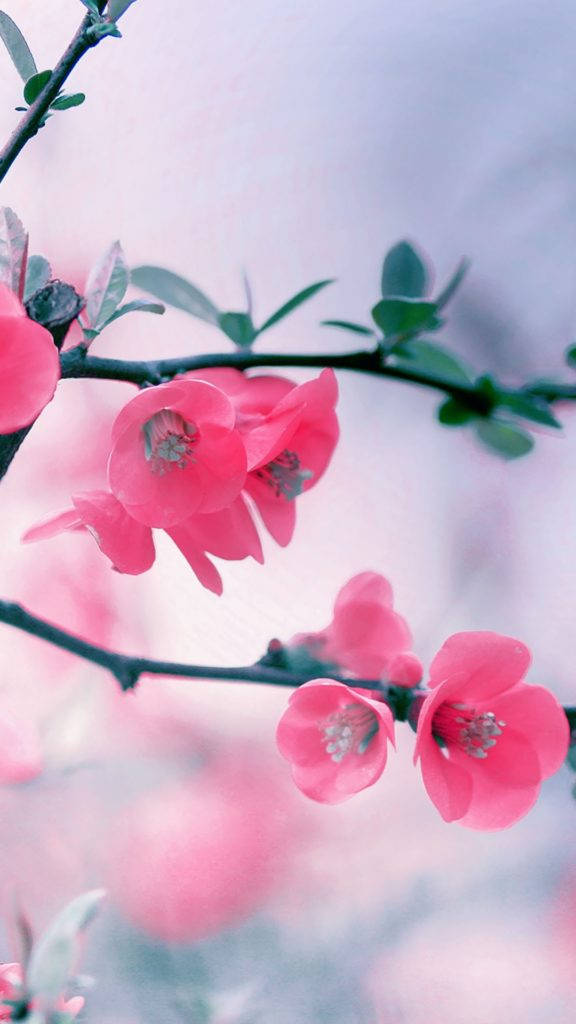 粉紅色 iPhone 桌布 壁紙 — 柔和的粉紅色花朵在纖細的枝條上 delicately 綻放，襯托著夢幻的粉彩天空。