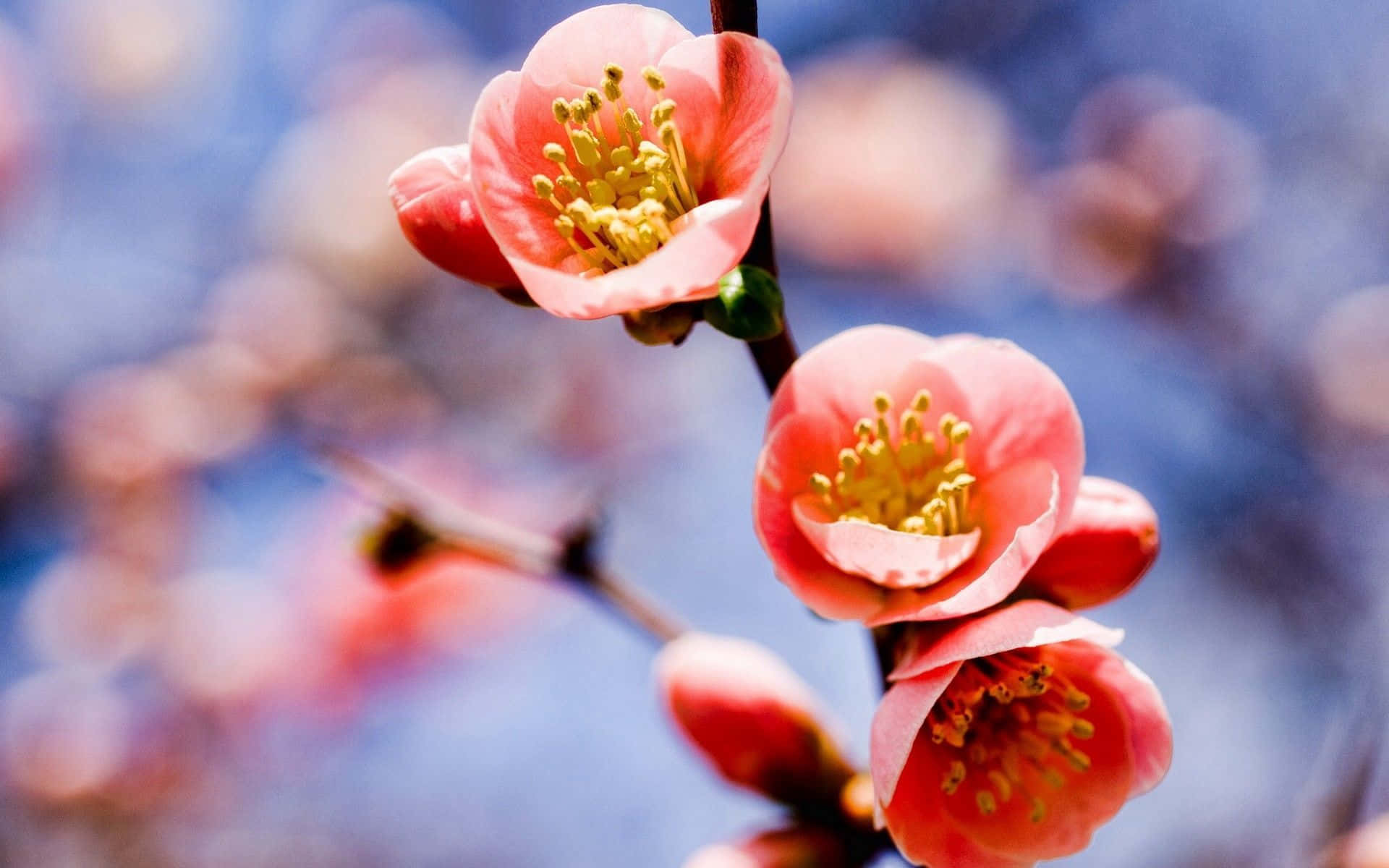 Spring Bloom 桌布 壁紙 — 柔和的粉紅色花朵帶有黃色雄蕊，在模糊的藍天背景下鮮豔綻放。