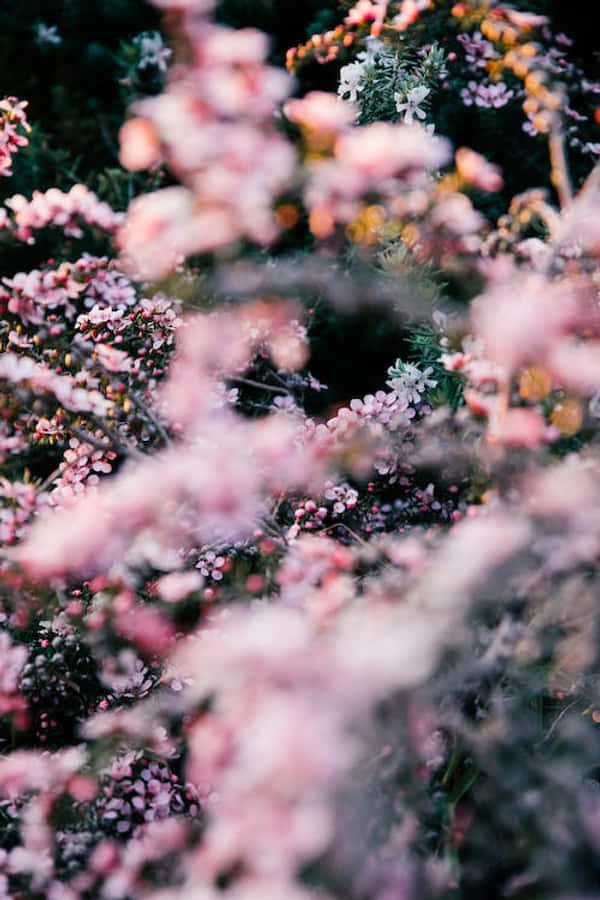 Pretty Flower 桌布 壁紙 — 柔和的粉紅色花朵模糊成夢幻般的前景，而精緻的白色和橙色花朵從深綠色葉子中探出頭來。