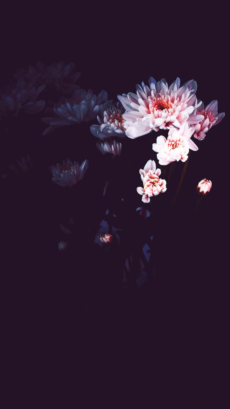 Flower Phone 桌布 壁紙 — 柔和的粉紅色菊花在深紫色背景上綻放，帶有微妙的倒影，營造出夢幻般的花卉構圖。