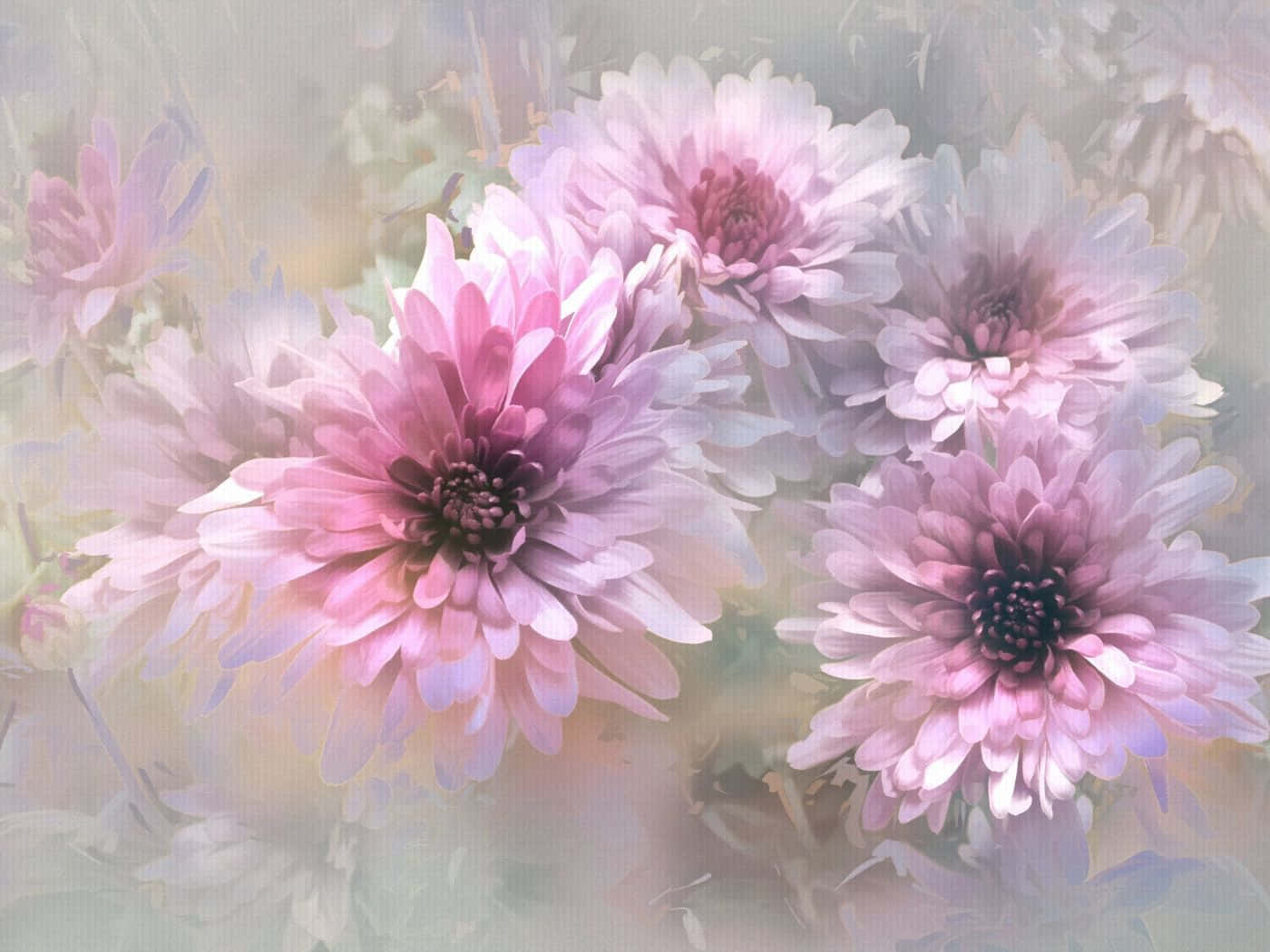 1400x1050 桌布 壁紙 — 柔和的粉紅色菊花盛開，花瓣細膩，映襯著夢幻般的粉彩薄霧。