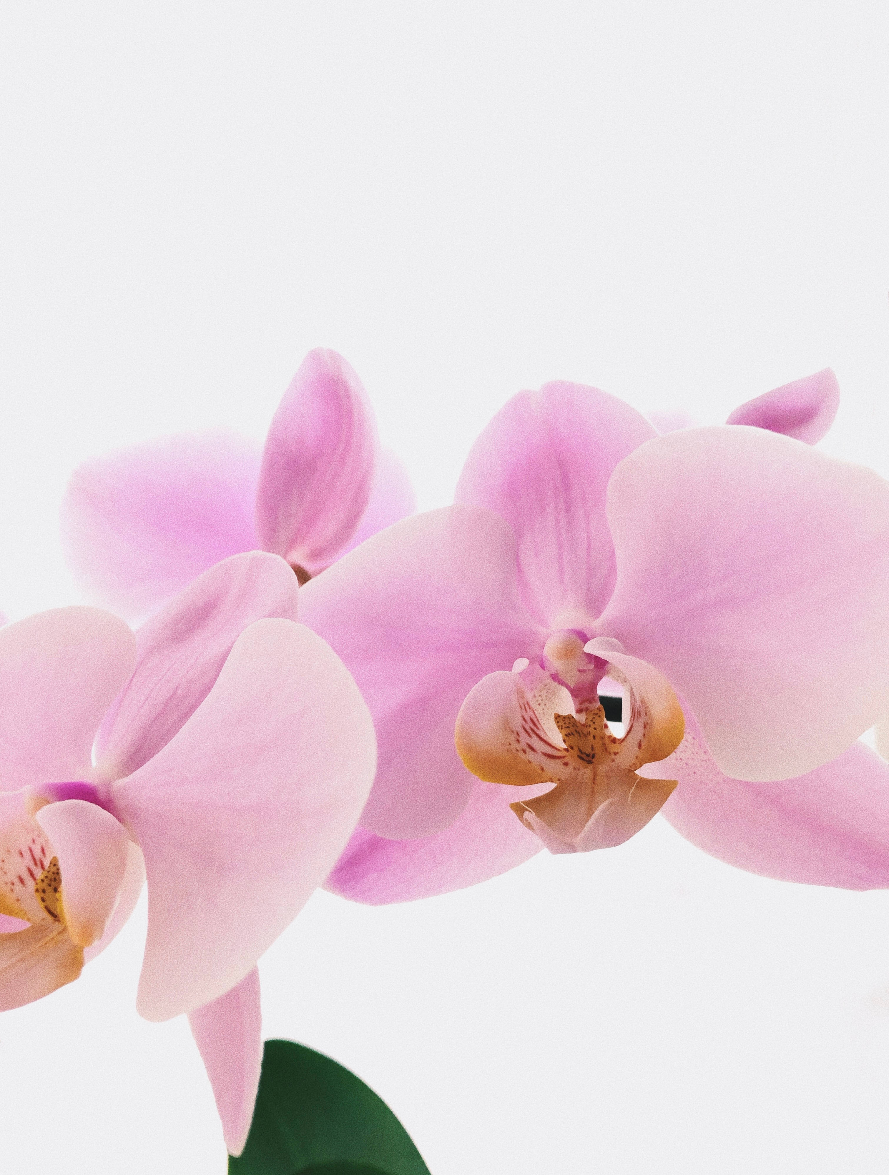 Orchids 桌布 壁紙 — 柔和的粉紅色蘭花盛開，帶有精緻的花瓣和微妙的黃色中心，襯托在潔淨的白色背景上。