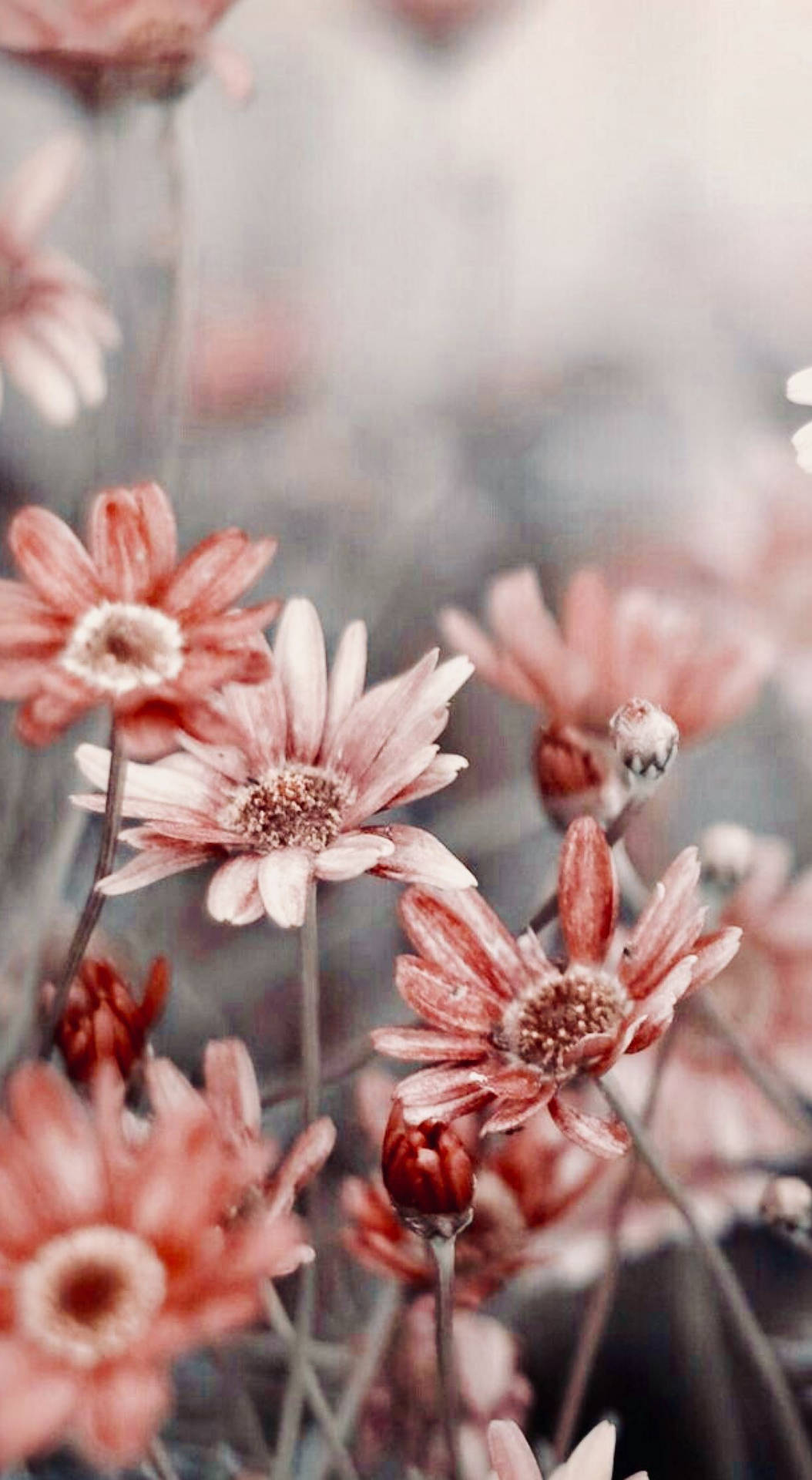 粉紅色雛菊，白色花心，在模糊的花園場景中柔和綻放。 — 橘色美學 GIF 壁紙