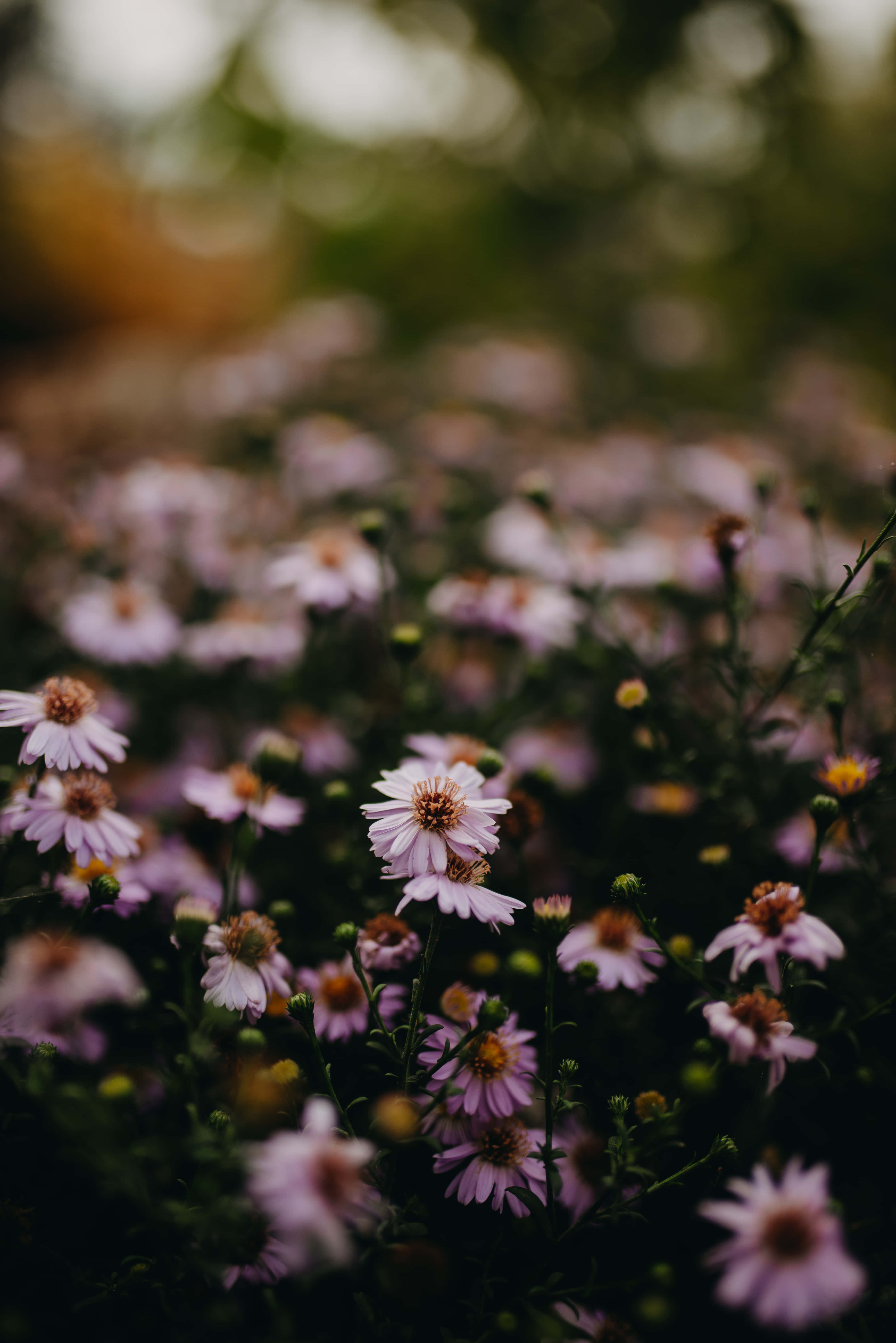 Spring Aesthetic 桌布 壁紙 — 柔和的粉紅色雛菊在淺景深中綻放，背景有模糊的綠色葉子和溫暖的金色光線。